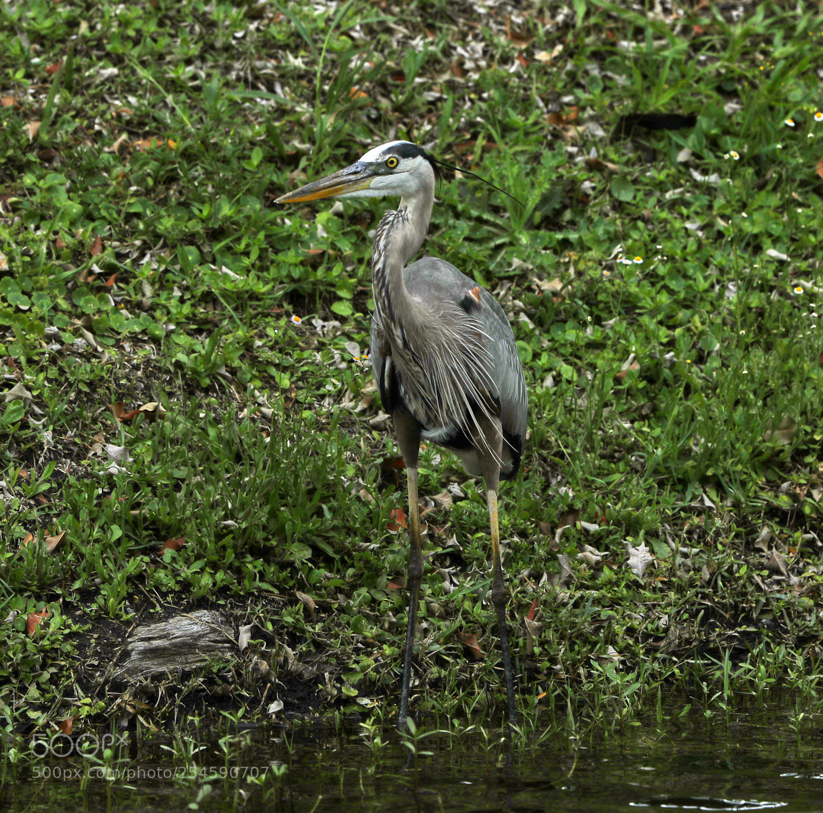Canon EOS-1D X Mark II sample photo. 04-21-18-0013936.jpg photography