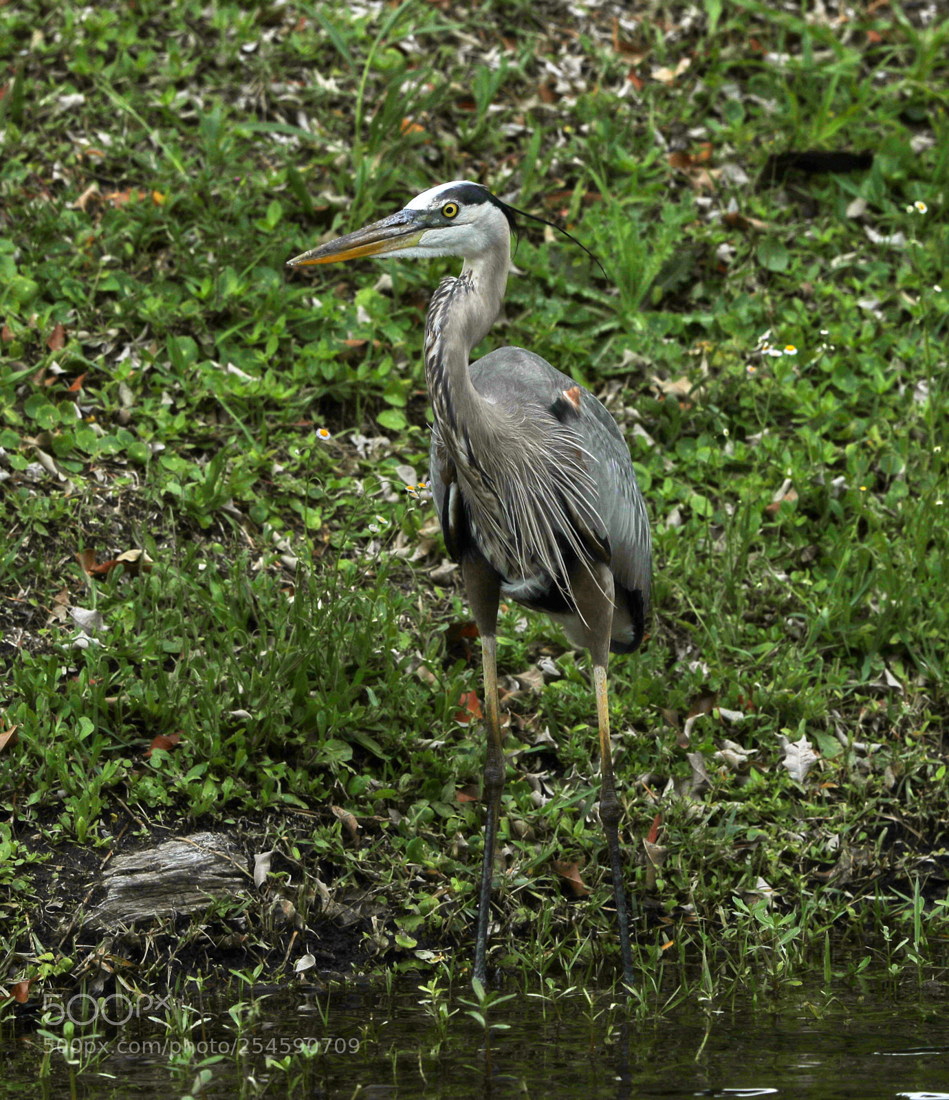 Canon EOS-1D X Mark II sample photo. 04-21-18-0013935.jpg photography