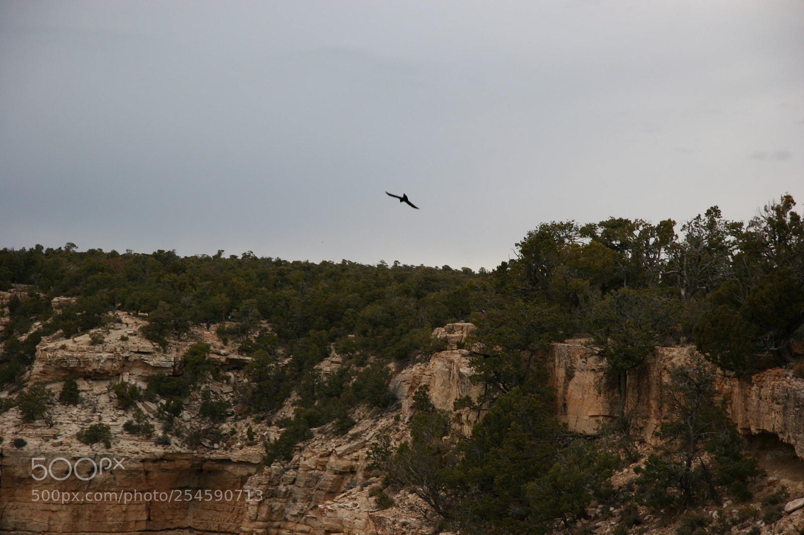 Canon EOS 20D sample photo. Free bird photography