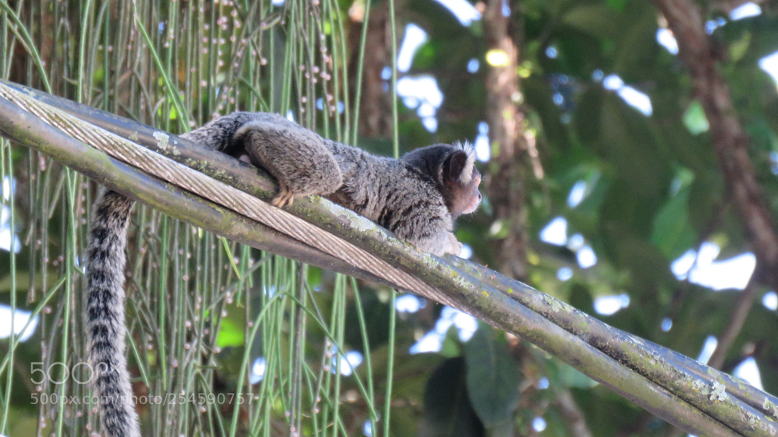 Canon PowerShot SX60 HS sample photo. Monkey photography