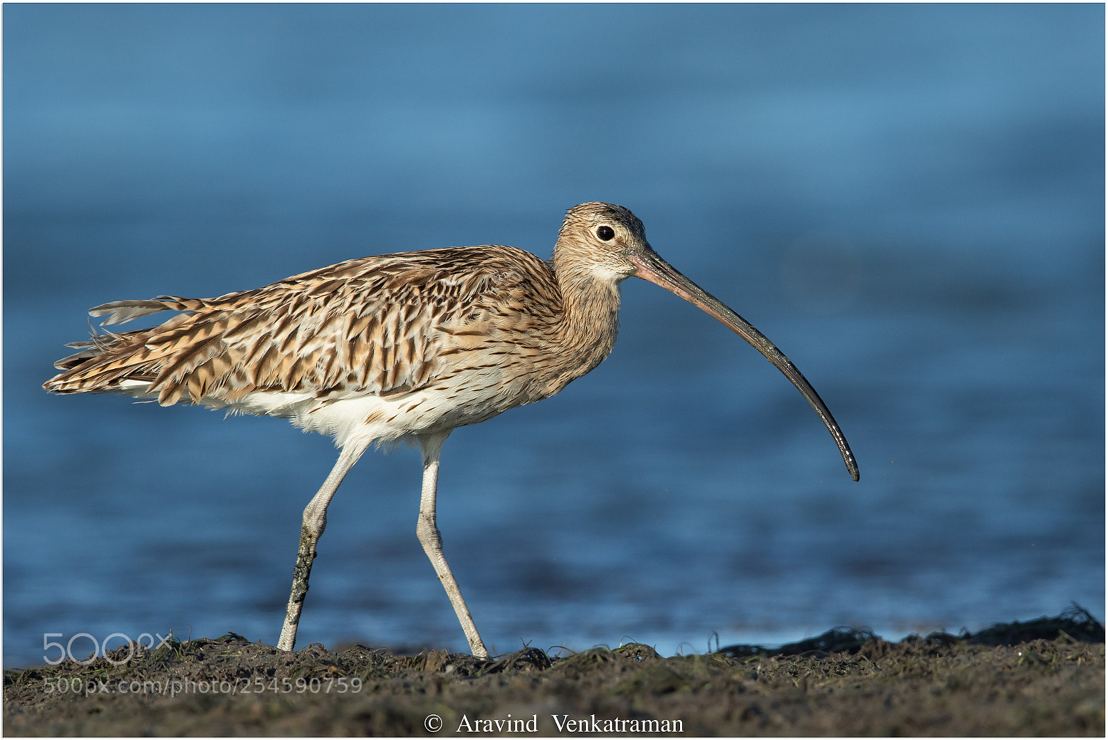 Canon EOS 7D Mark II sample photo. Eurasian curlew photography