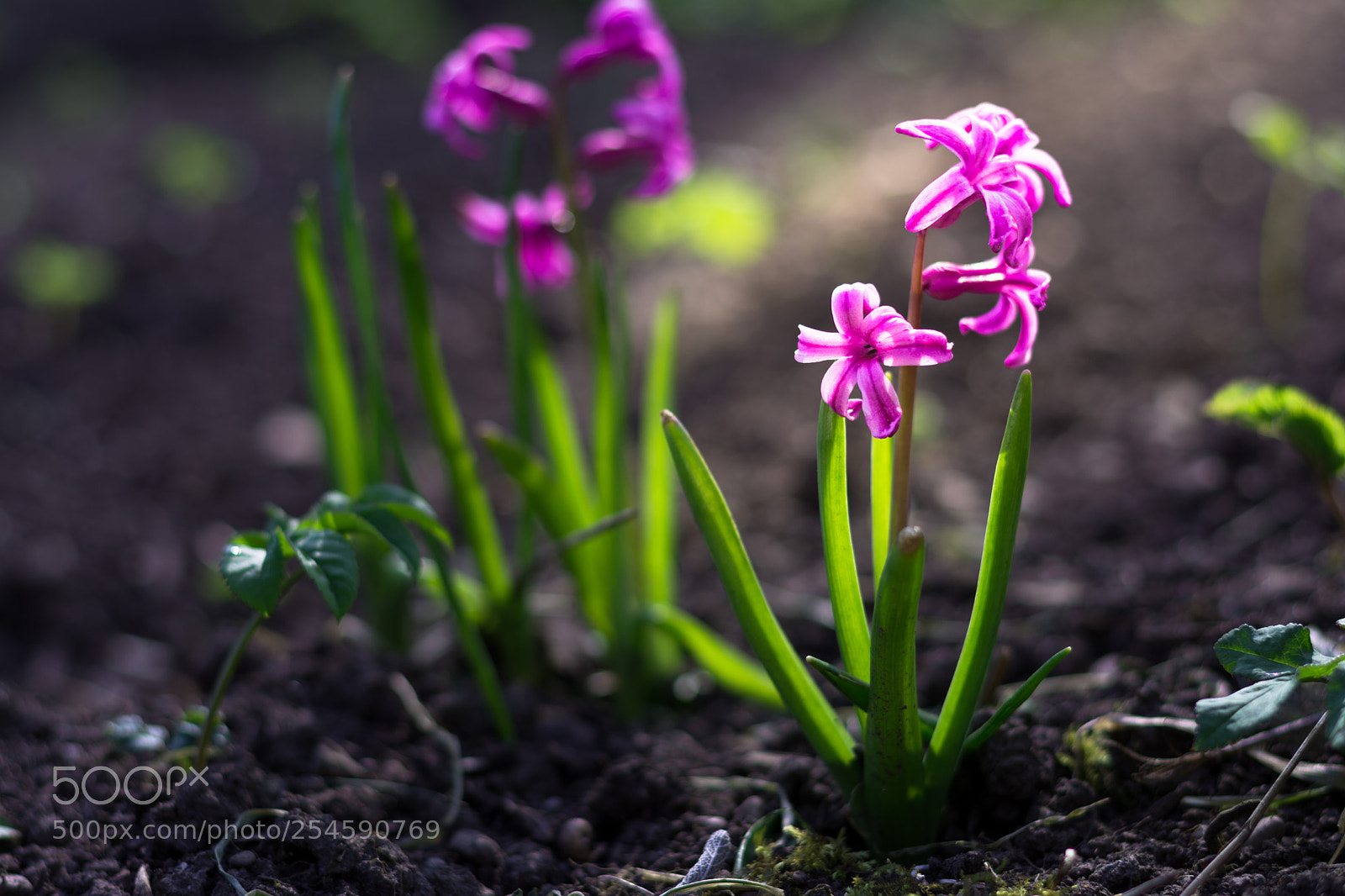 Nikon D7200 sample photo. Raising hyacinth photography