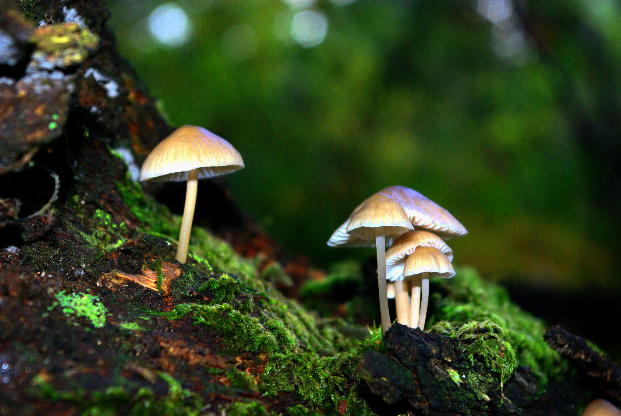 Pentax K10D sample photo. Mycena polygramma photography