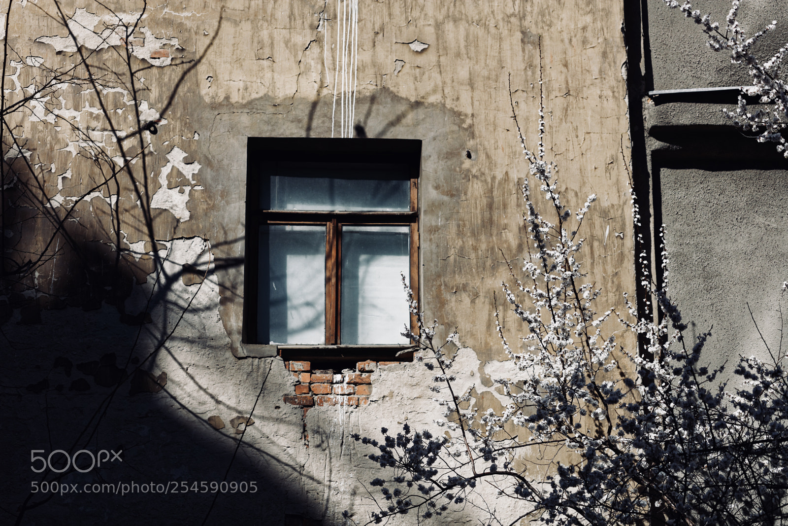 Canon EOS 5DS sample photo. Window and blossom photography