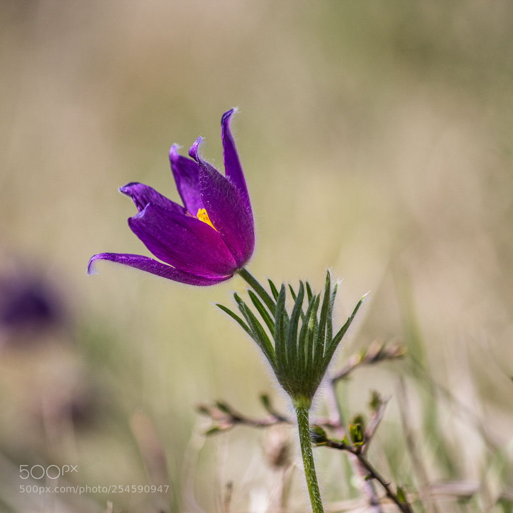 Canon EOS 60D sample photo. Pulsatilla photography