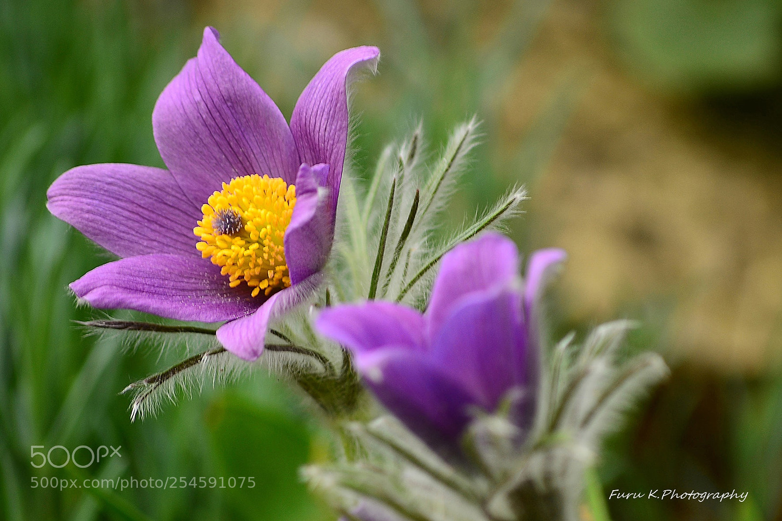 Nikon D7100 sample photo. Pulsatilla vulgaris photography