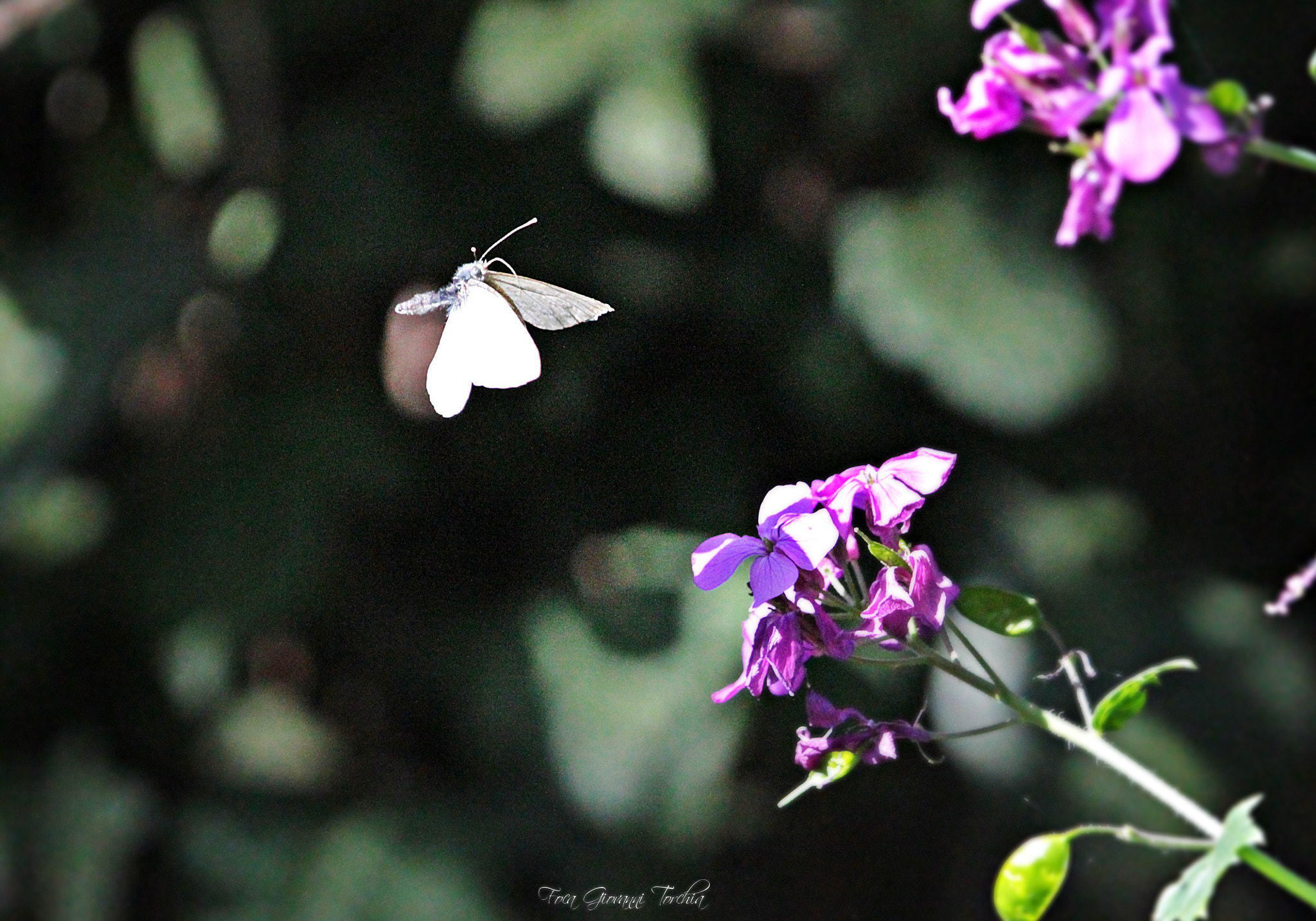 Canon EOS 1200D (EOS Rebel T5 / EOS Kiss X70 / EOS Hi) + Sigma 150-600mm F5-6.3 DG OS HSM | C sample photo. Butterfly... photography