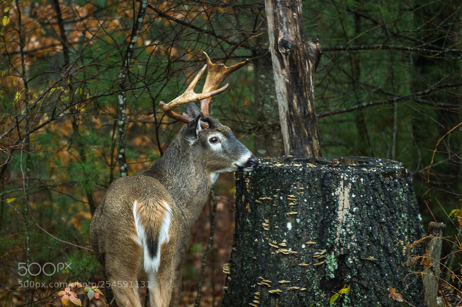 Canon EOS 600D (Rebel EOS T3i / EOS Kiss X5) sample photo. Whitetail buck on a photography