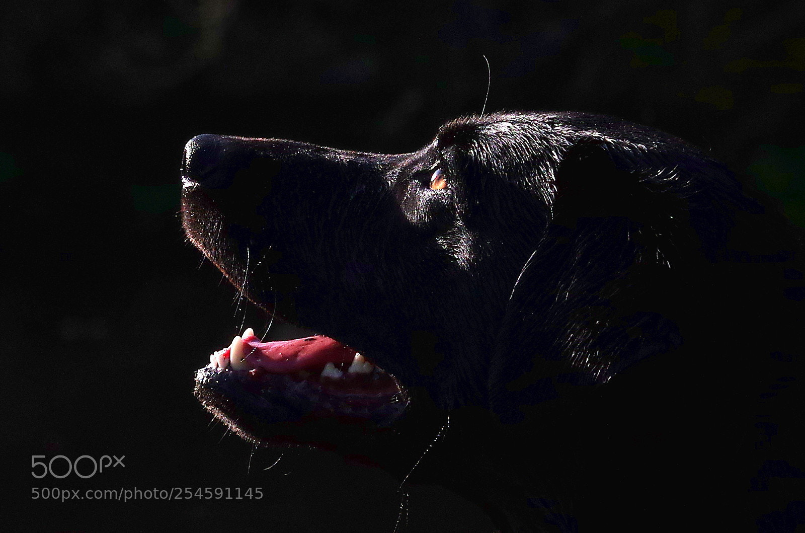 Pentax K-3 sample photo. Black dog on black photography