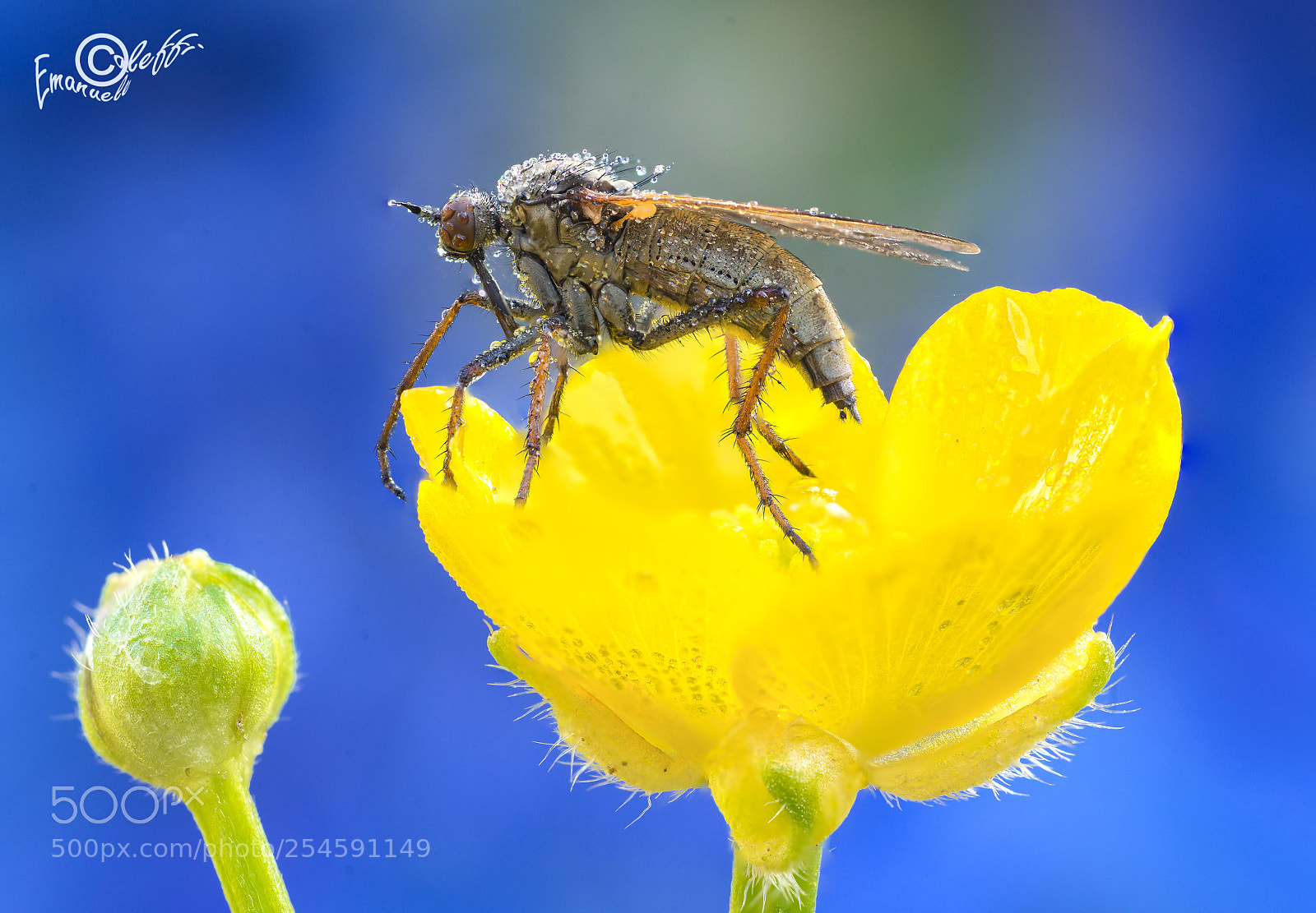 Nikon D800 sample photo. Mosca stercoraria photography