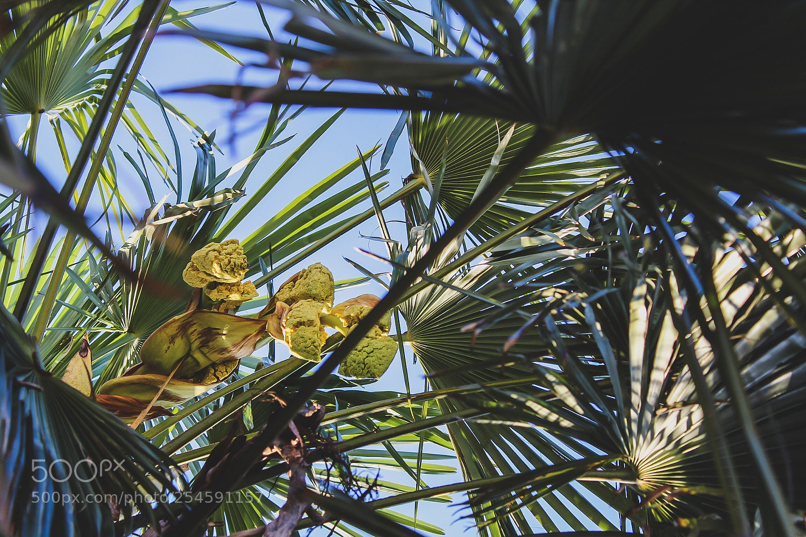 Canon EOS 1300D (EOS Rebel T6 / EOS Kiss X80) sample photo. Palm flowers photography
