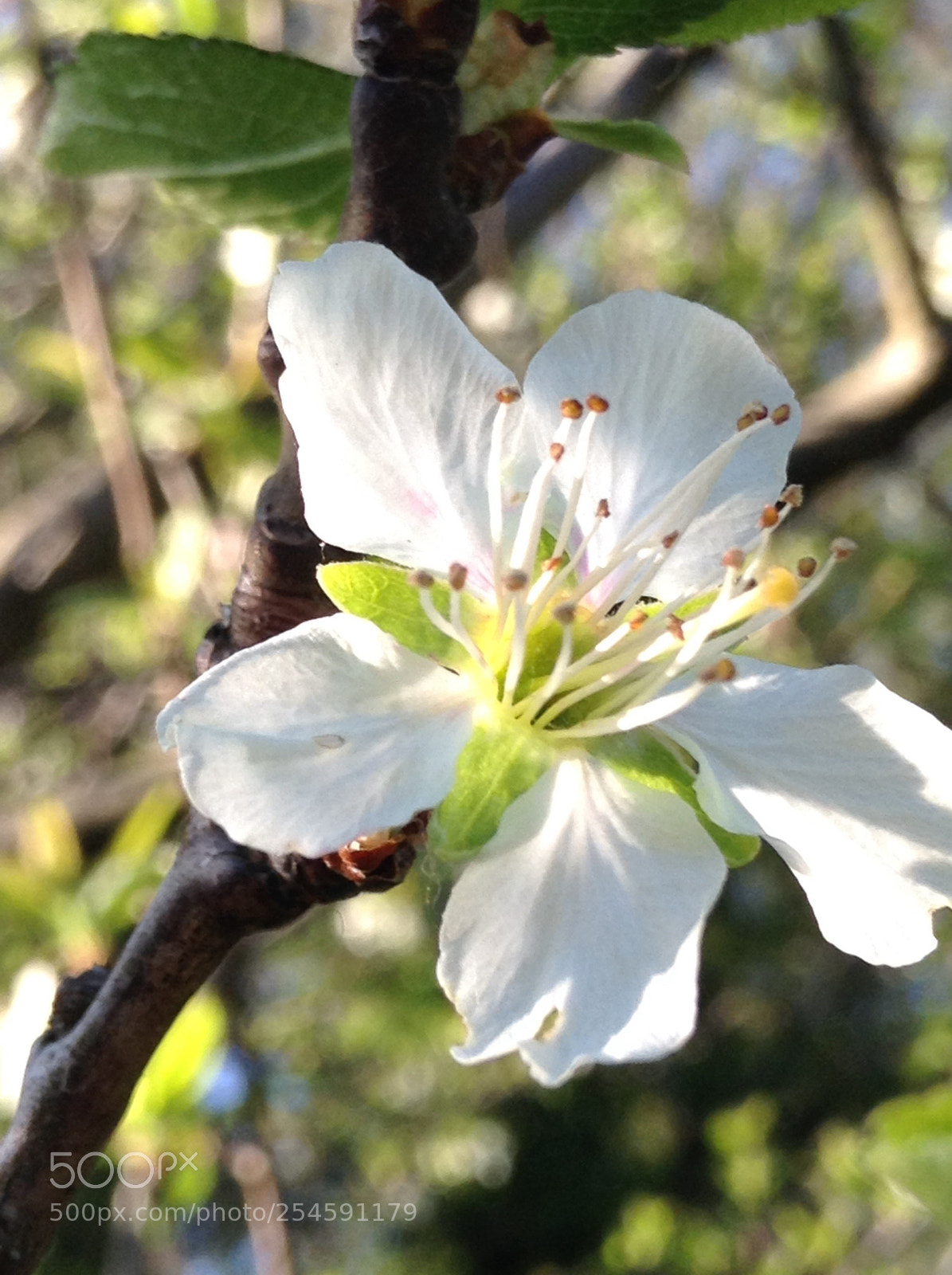 Apple iPod touch sample photo. Flower  photography