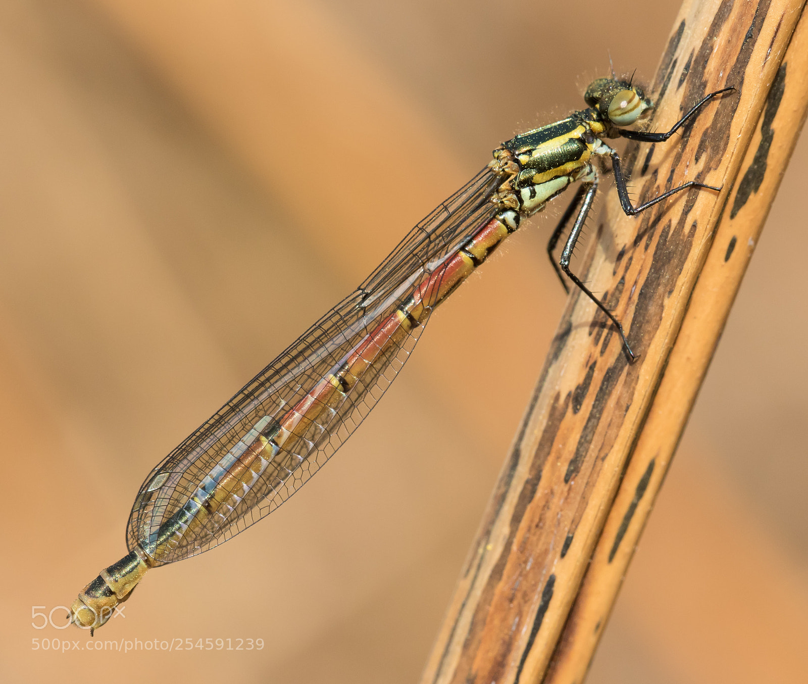 Canon EOS 7D Mark II sample photo. Large red damselfly photography