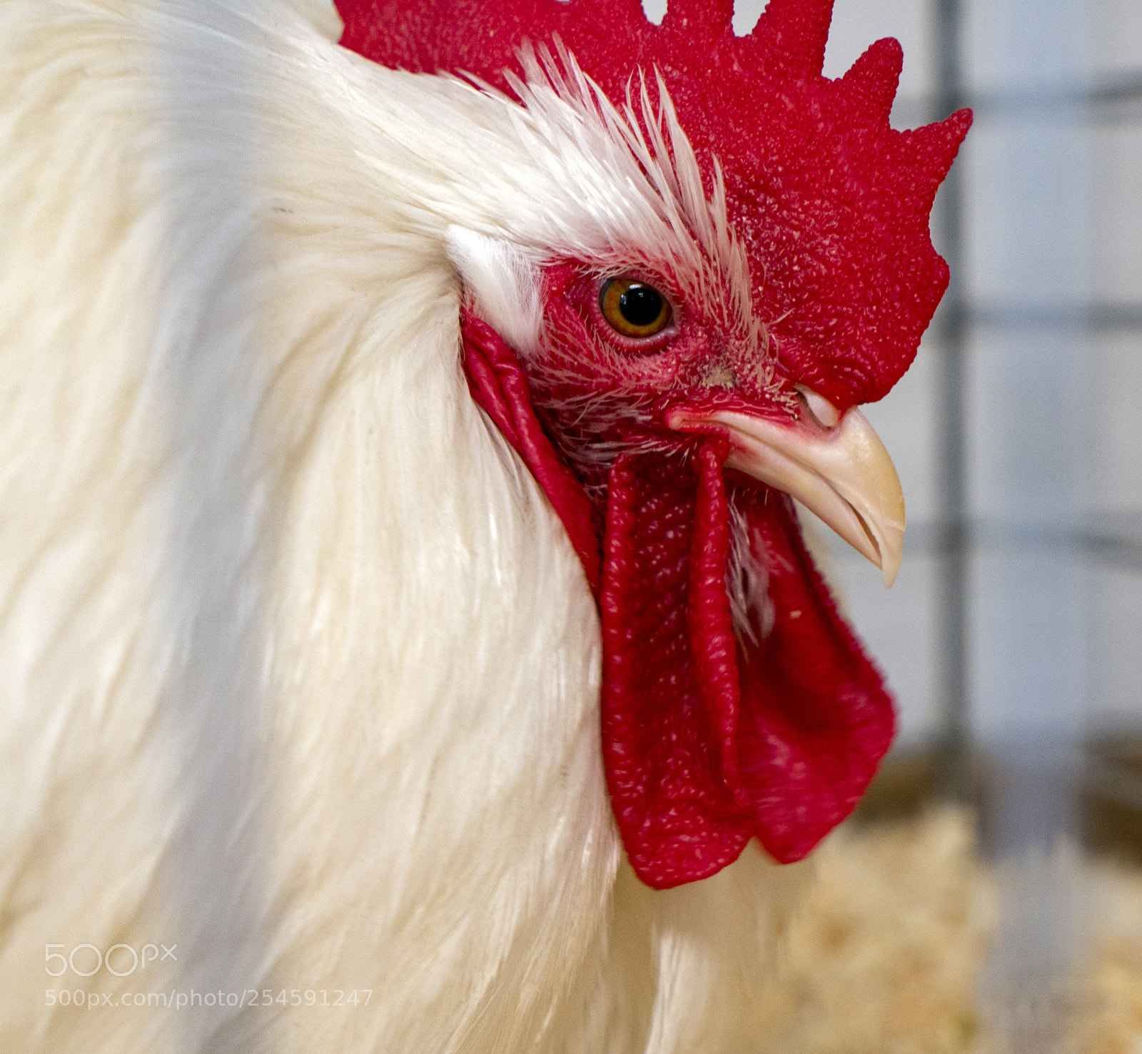 Sony a9 sample photo. Rooster @ ag show photography