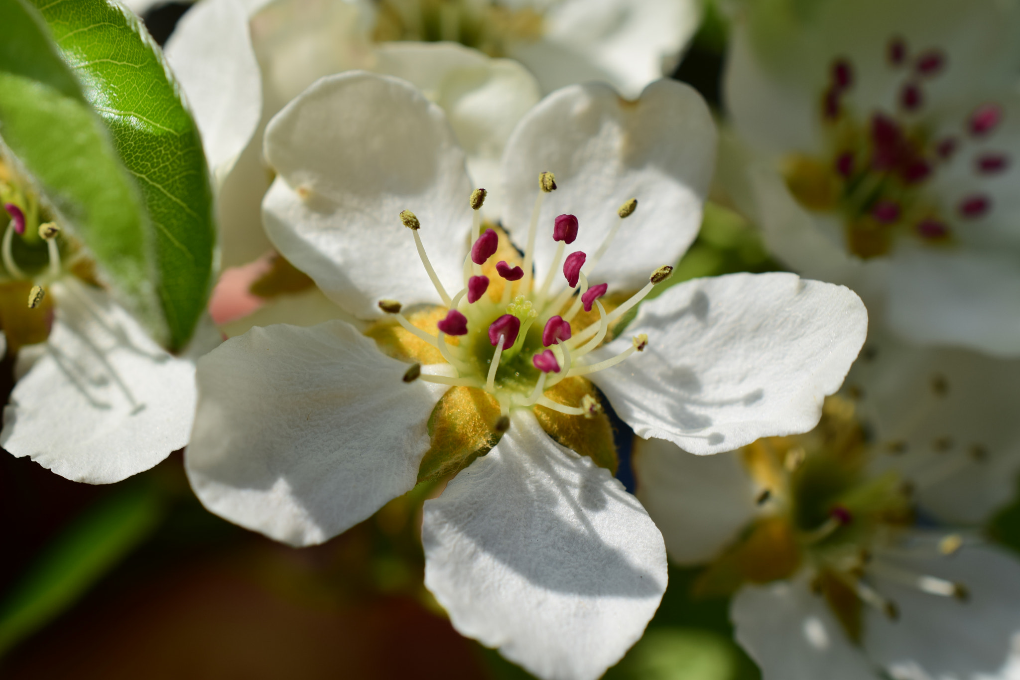 Nikon D5300 + Nikon AF-S DX Micro Nikkor 40mm F2.8 sample photo. Close up blossom photography