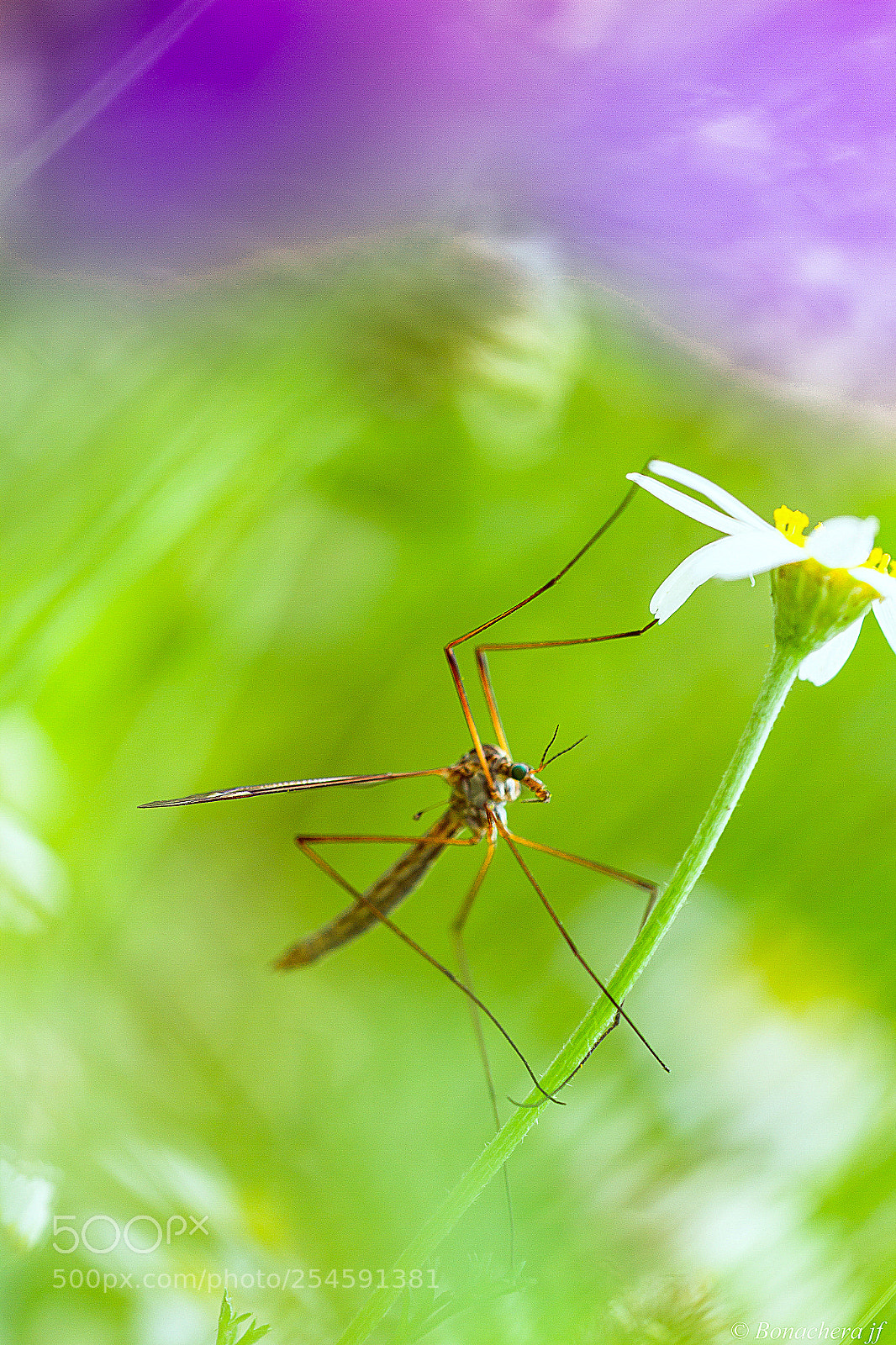 Canon EOS 7D sample photo. Tipule photography