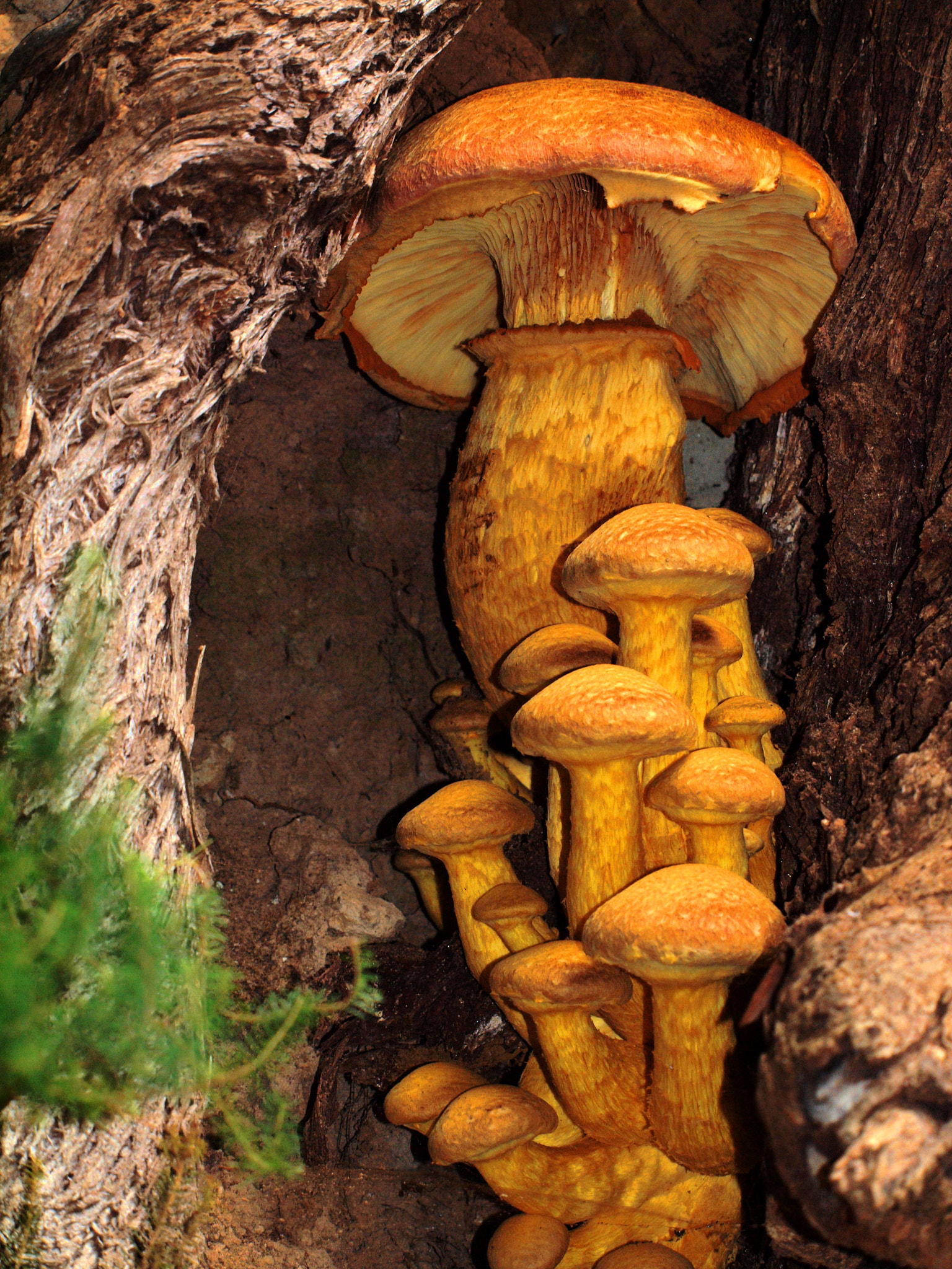 Olympus E-620 (EVOLT E-620) sample photo. Gymnopilus spectabilis photography
