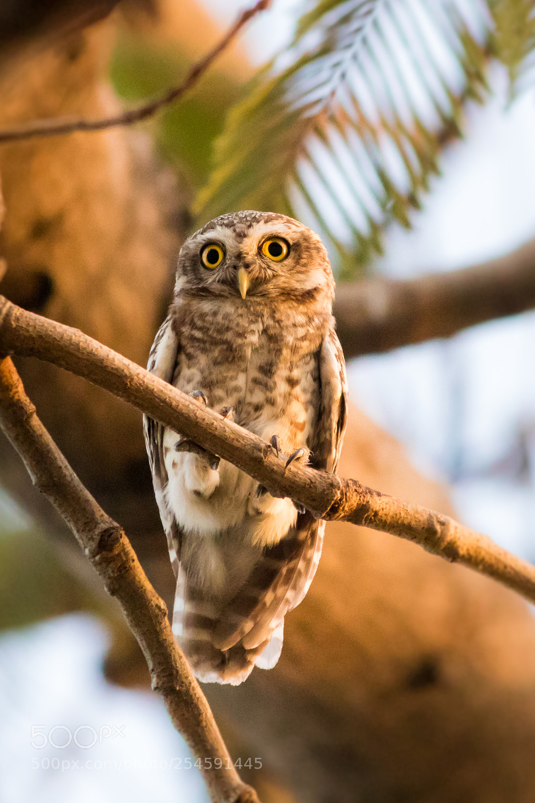 Canon EOS 750D (EOS Rebel T6i / EOS Kiss X8i) sample photo. Indian owl photography