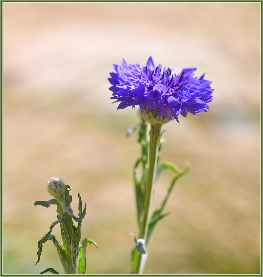 Sigma 105mm F2.8 EX DG OS HSM sample photo. Cornflower now open photography
