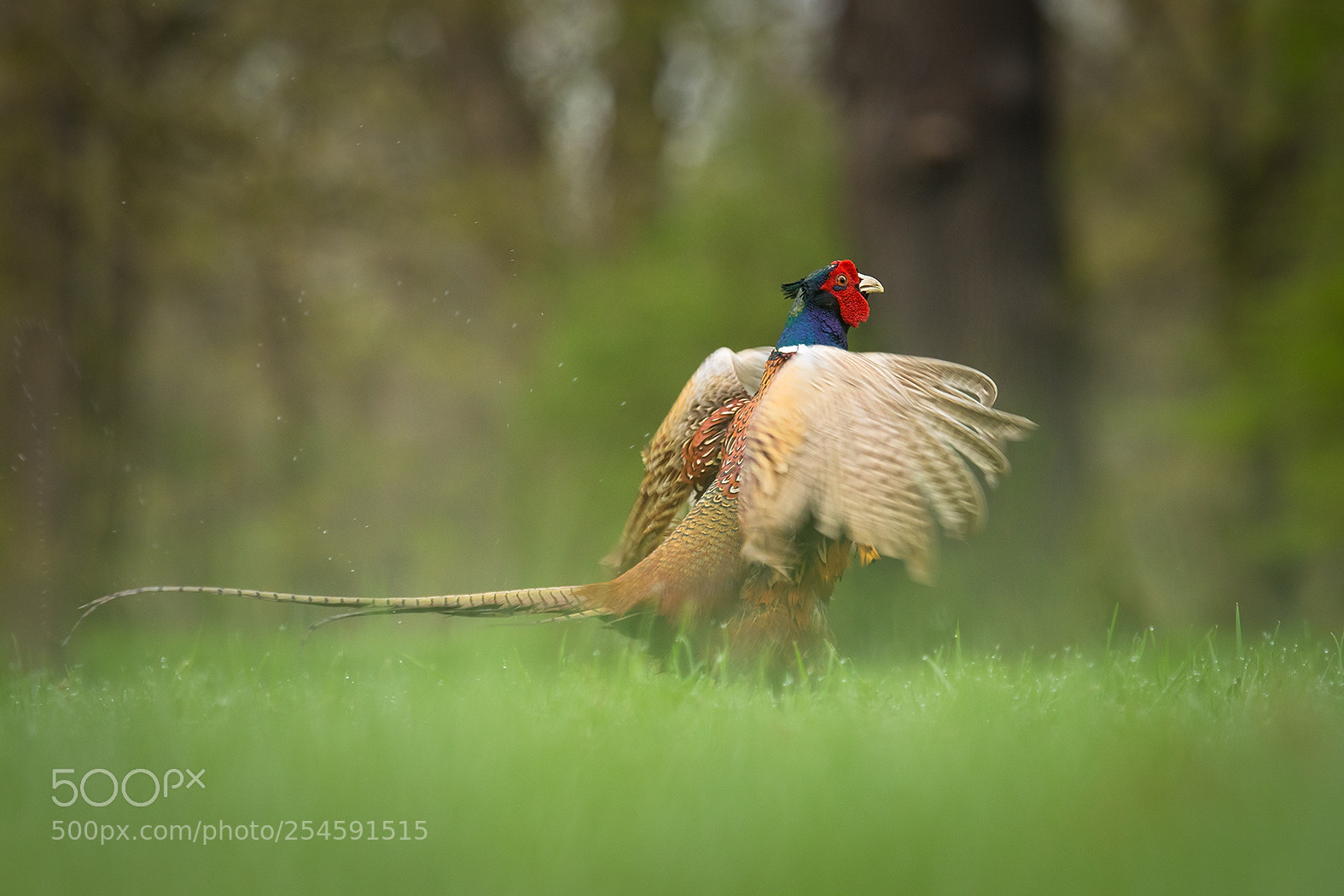 Canon EOS 7D Mark II sample photo. Pheasant photography