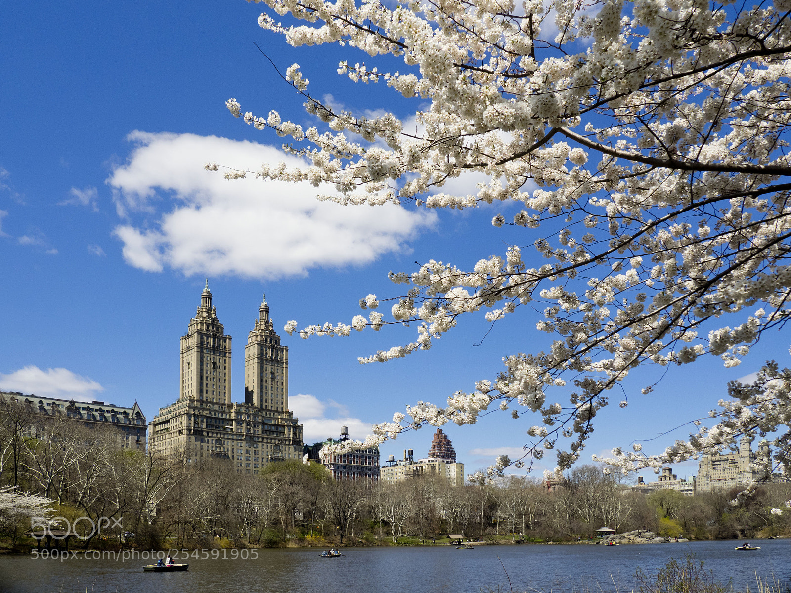 Olympus OM-D E-M1 sample photo. Cherry blossom in central photography