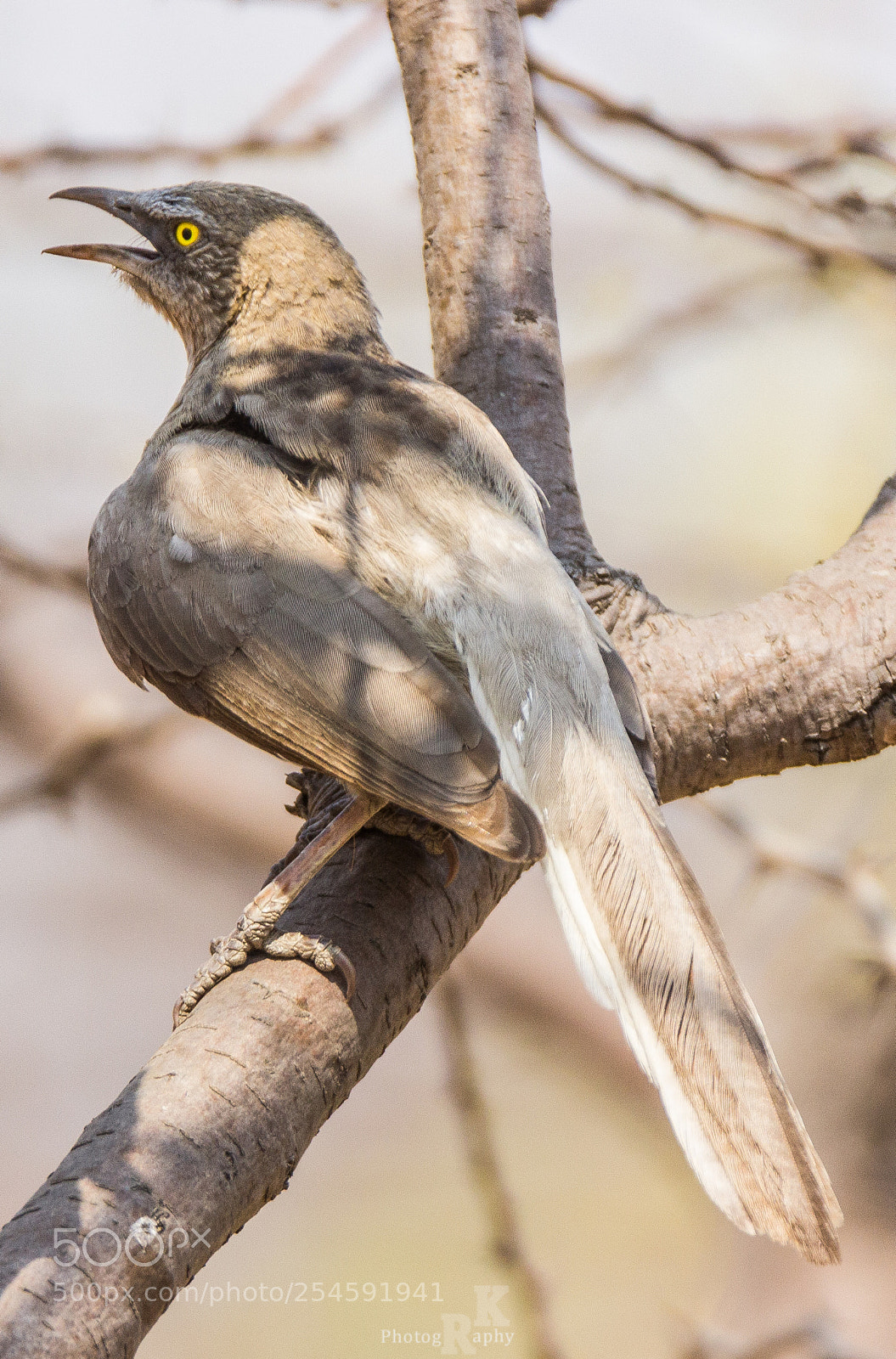Canon EOS 600D (Rebel EOS T3i / EOS Kiss X5) sample photo. Jungle babbler photography