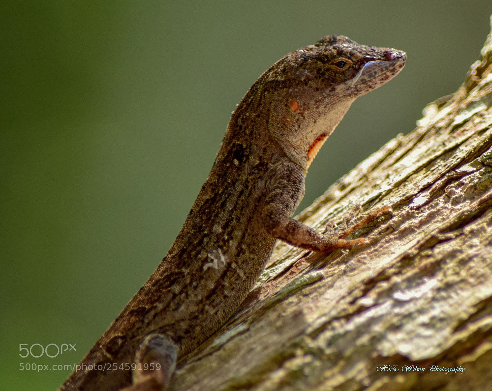 Nikon D3300 sample photo. Majestic brown anole photography