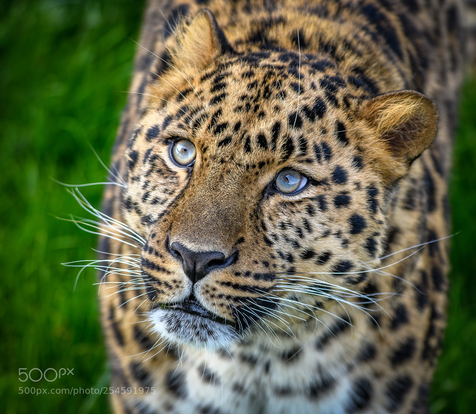 Nikon D850 sample photo. Stunning amur leopard photography