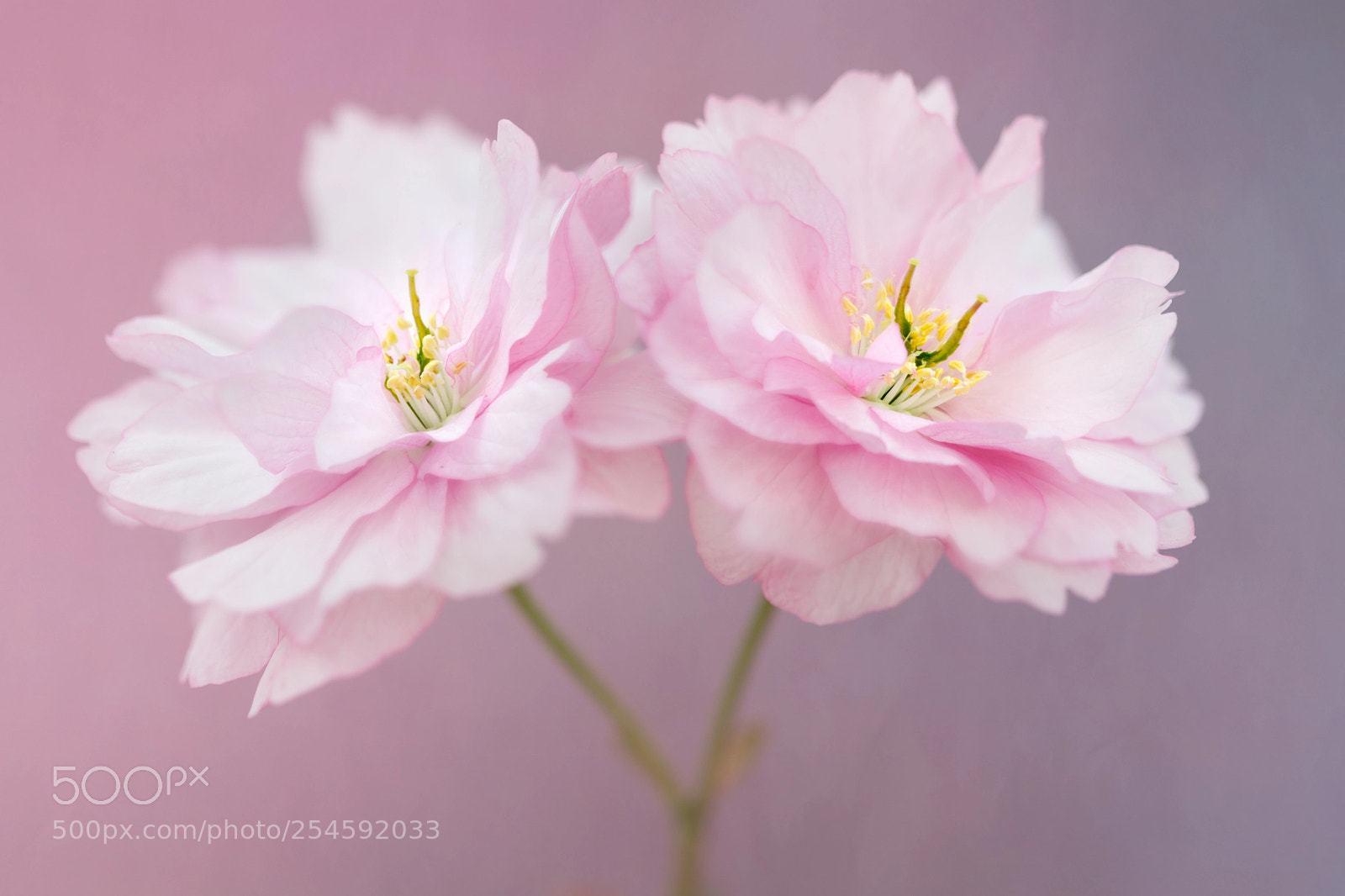 Canon EOS 5D Mark IV sample photo. Cherry blossom photography