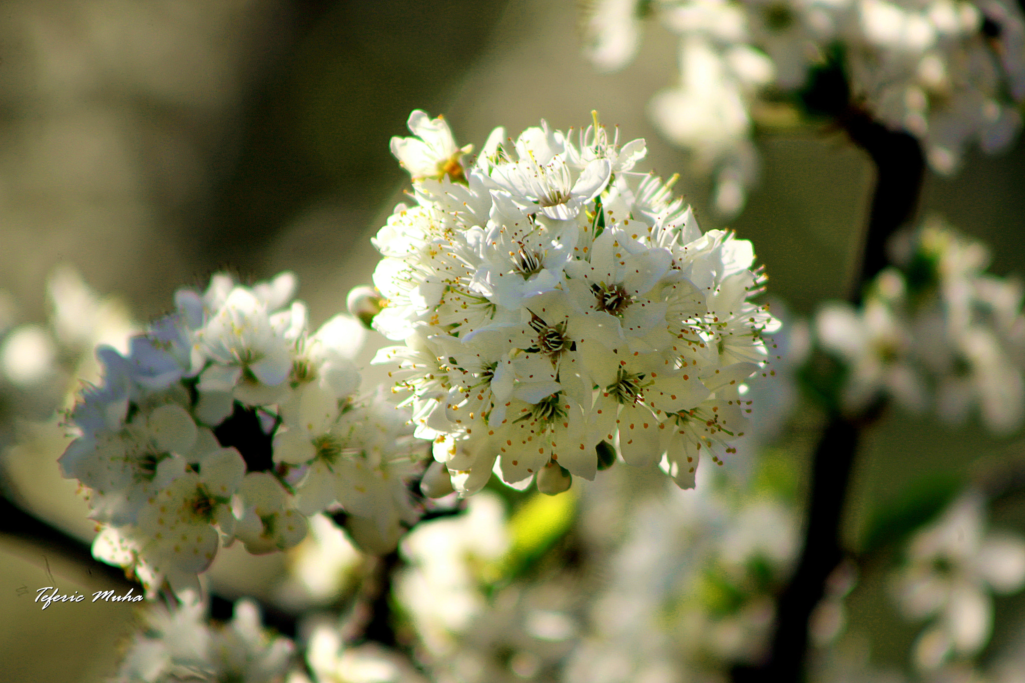 Canon EF 75-300mm f/4-5.6 sample photo. Img photography