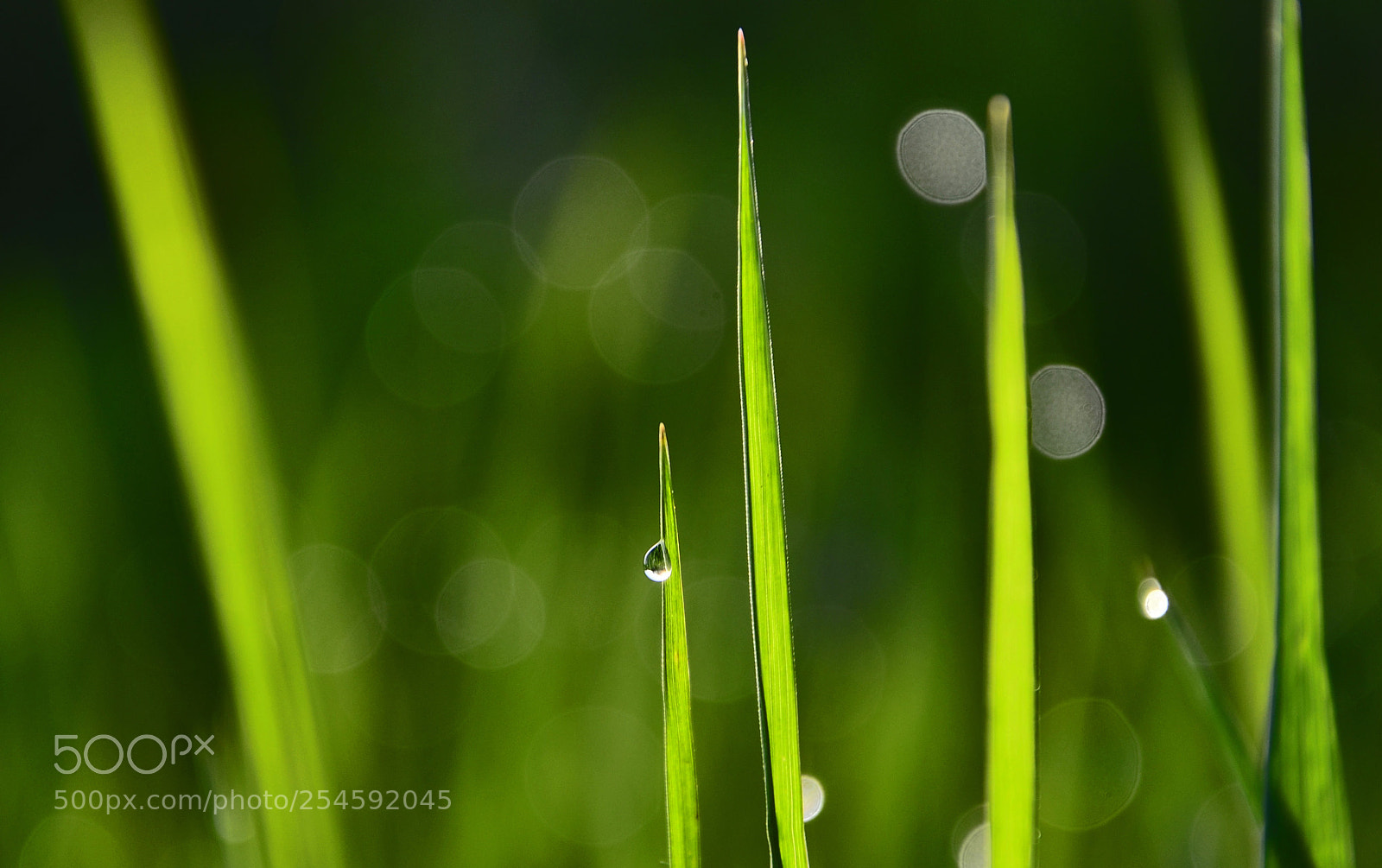 Nikon D7000 sample photo. A drop in green photography
