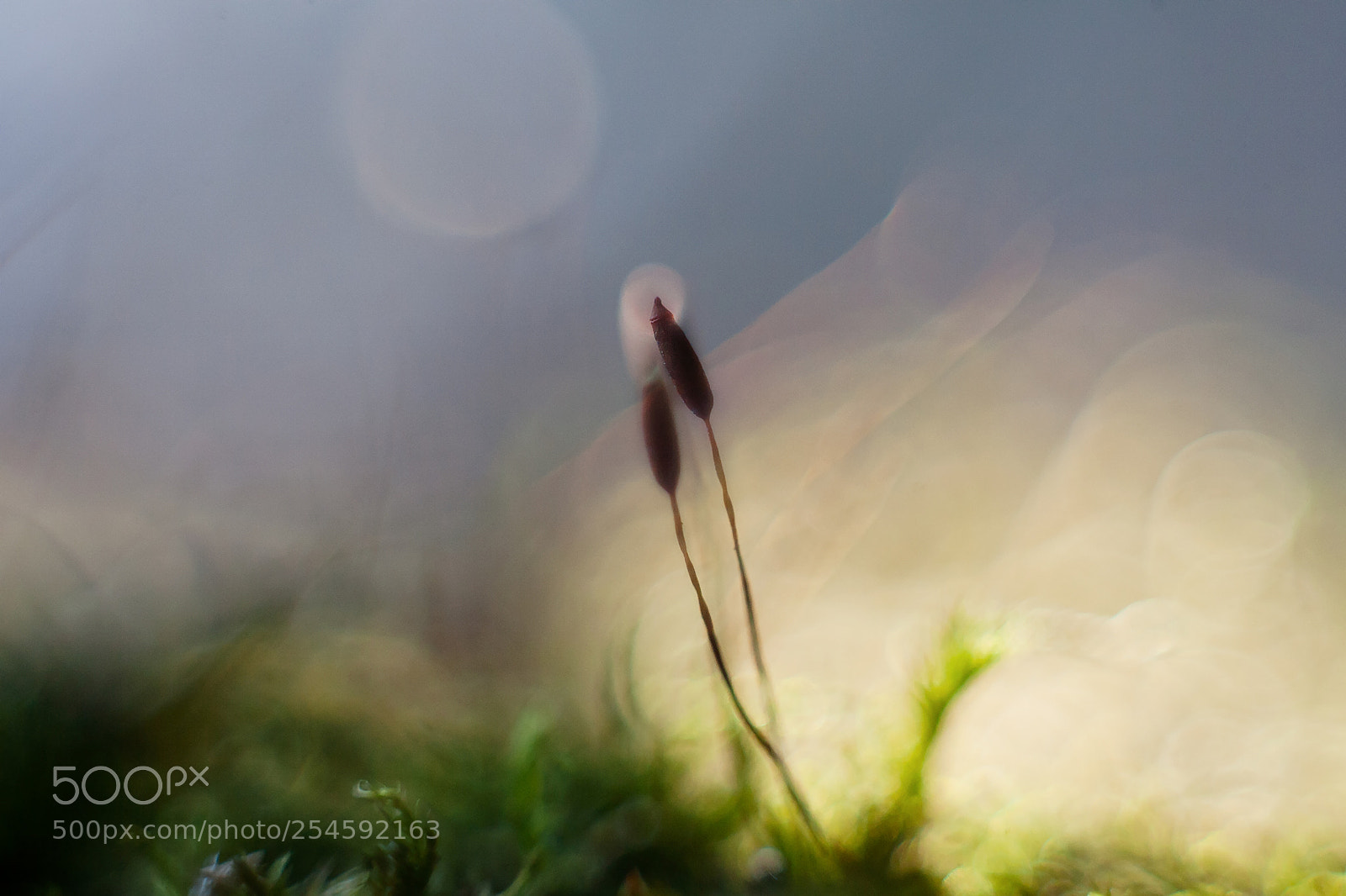Canon EOS-1D Mark II N sample photo. An extraordinary little world photography