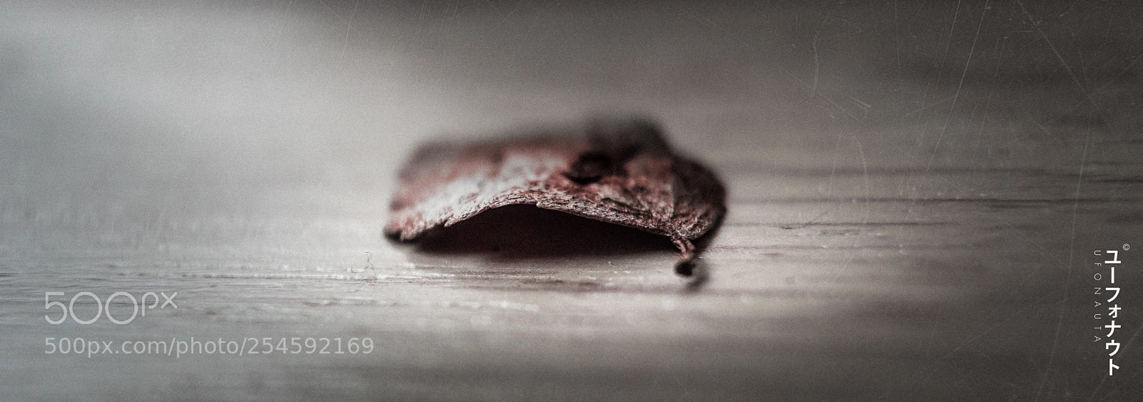 Sony a7 sample photo. Anhedonia photography