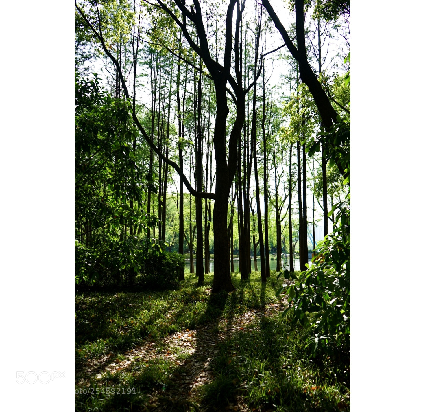 Sony a7 II sample photo. Trees in a park photography