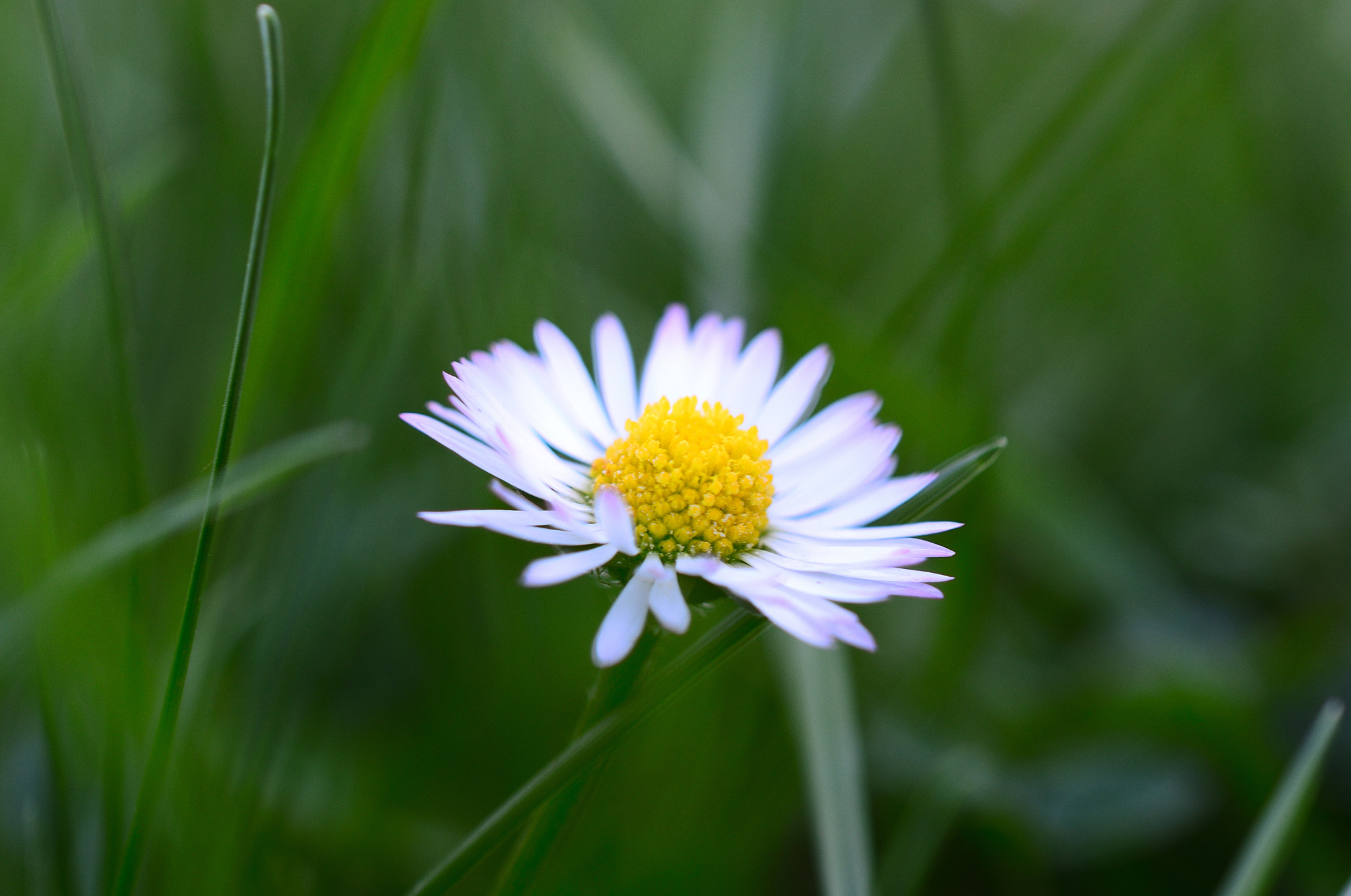 Nikon D3200 sample photo. * little daisy * photography