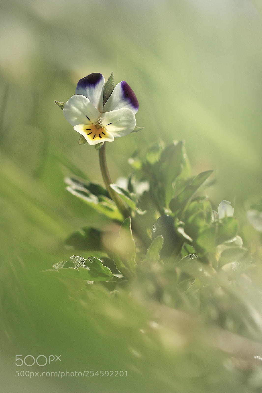 Canon EOS 80D sample photo. In the grass photography