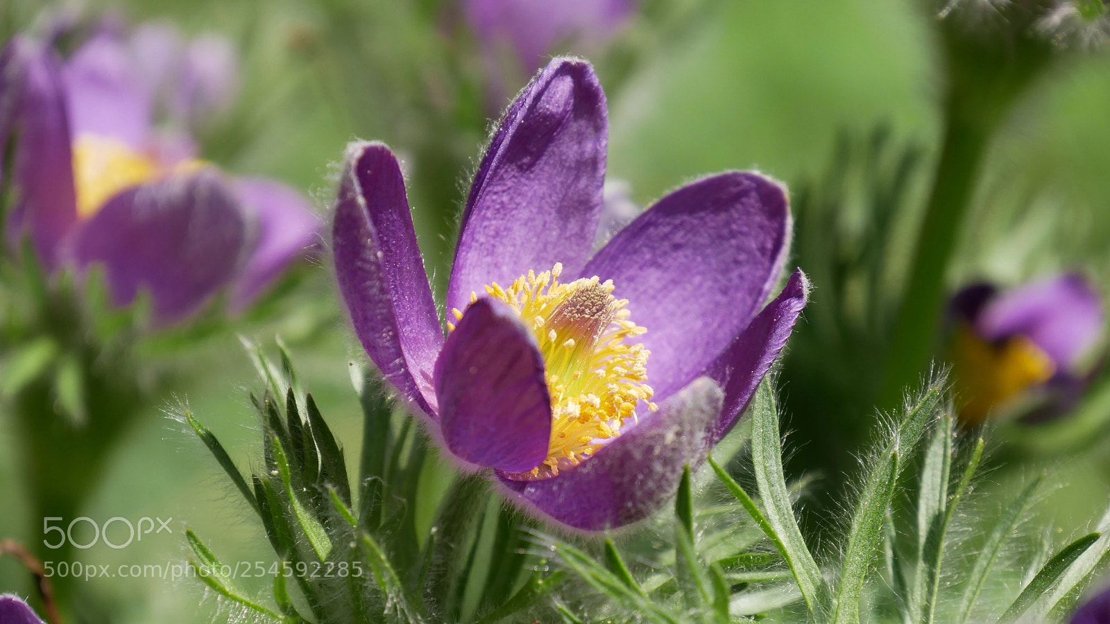 Panasonic Lumix DMC-GX85 (Lumix DMC-GX80 / Lumix DMC-GX7 Mark II) sample photo. Flower power photography