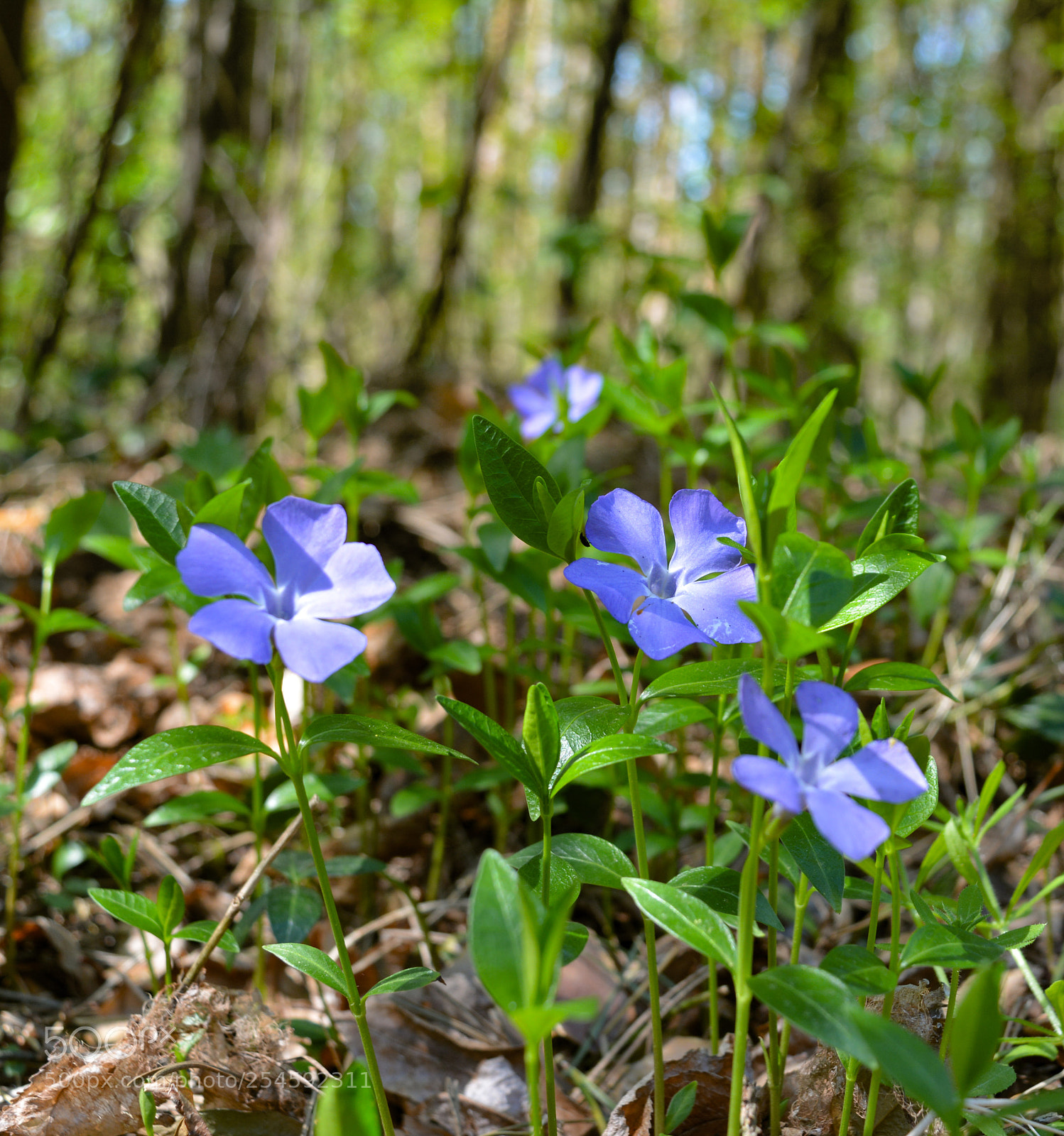 Nikon D5200 sample photo. Flower photography