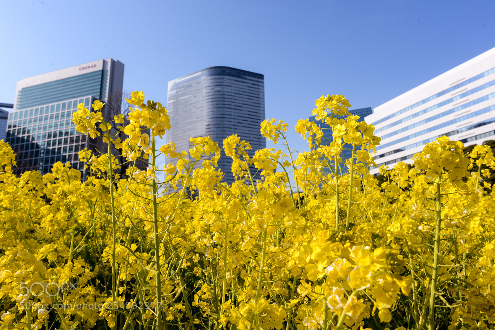 Nikon D600 sample photo. Spring in the city photography