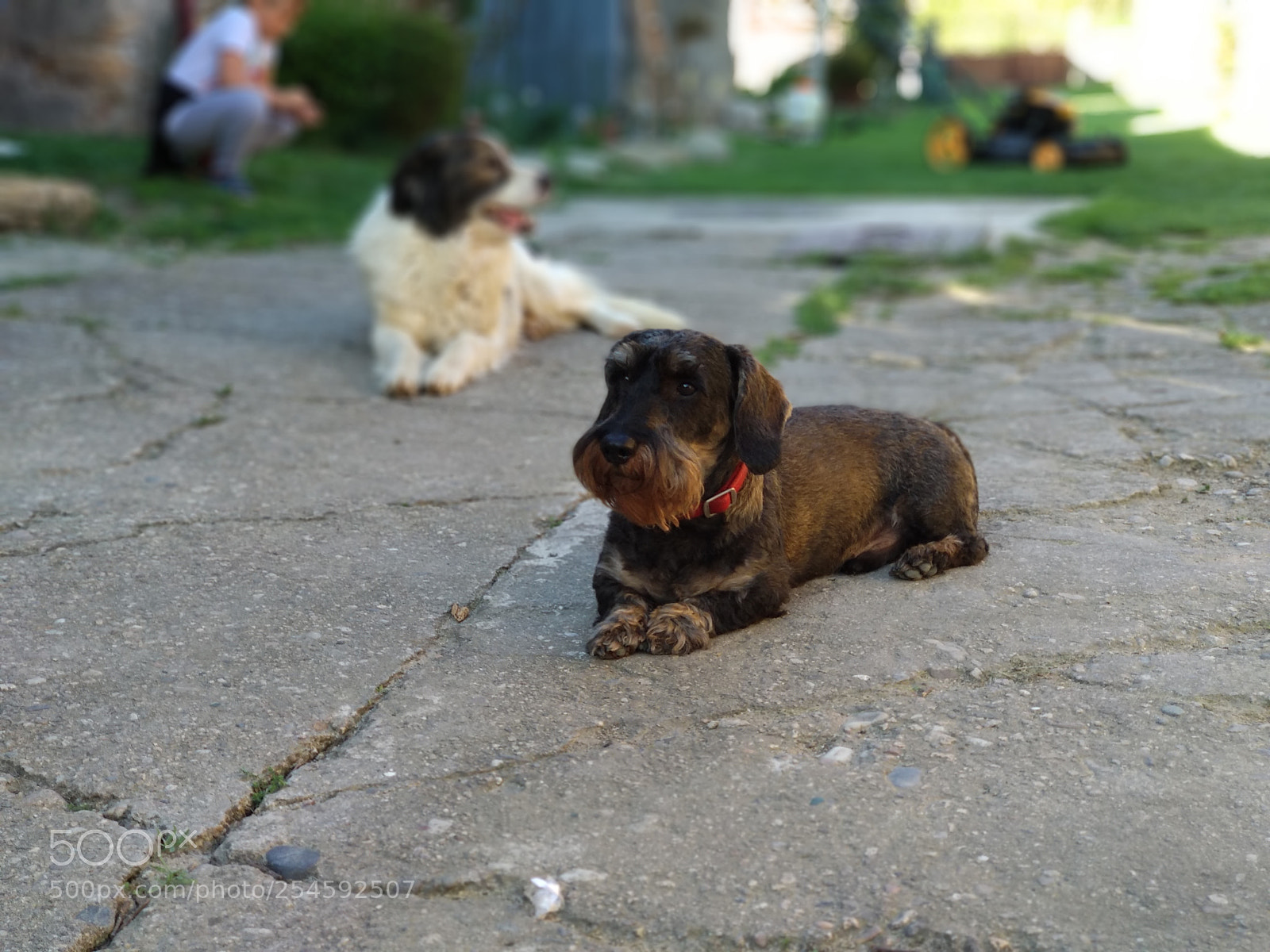 Xiaomi Mi A1 sample photo. Dogs photography