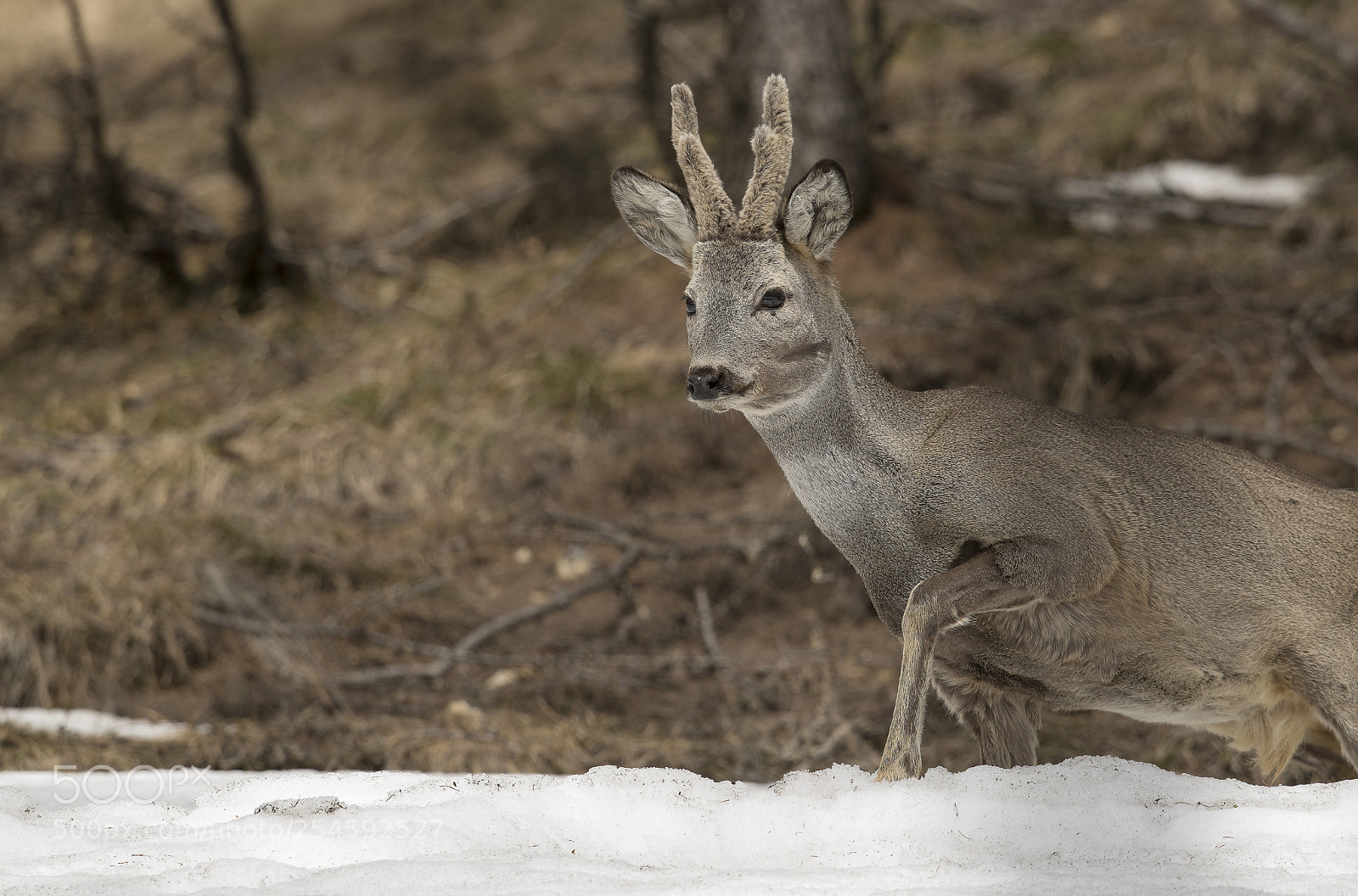 Nikon D850 sample photo. Roebuck in springtime photography