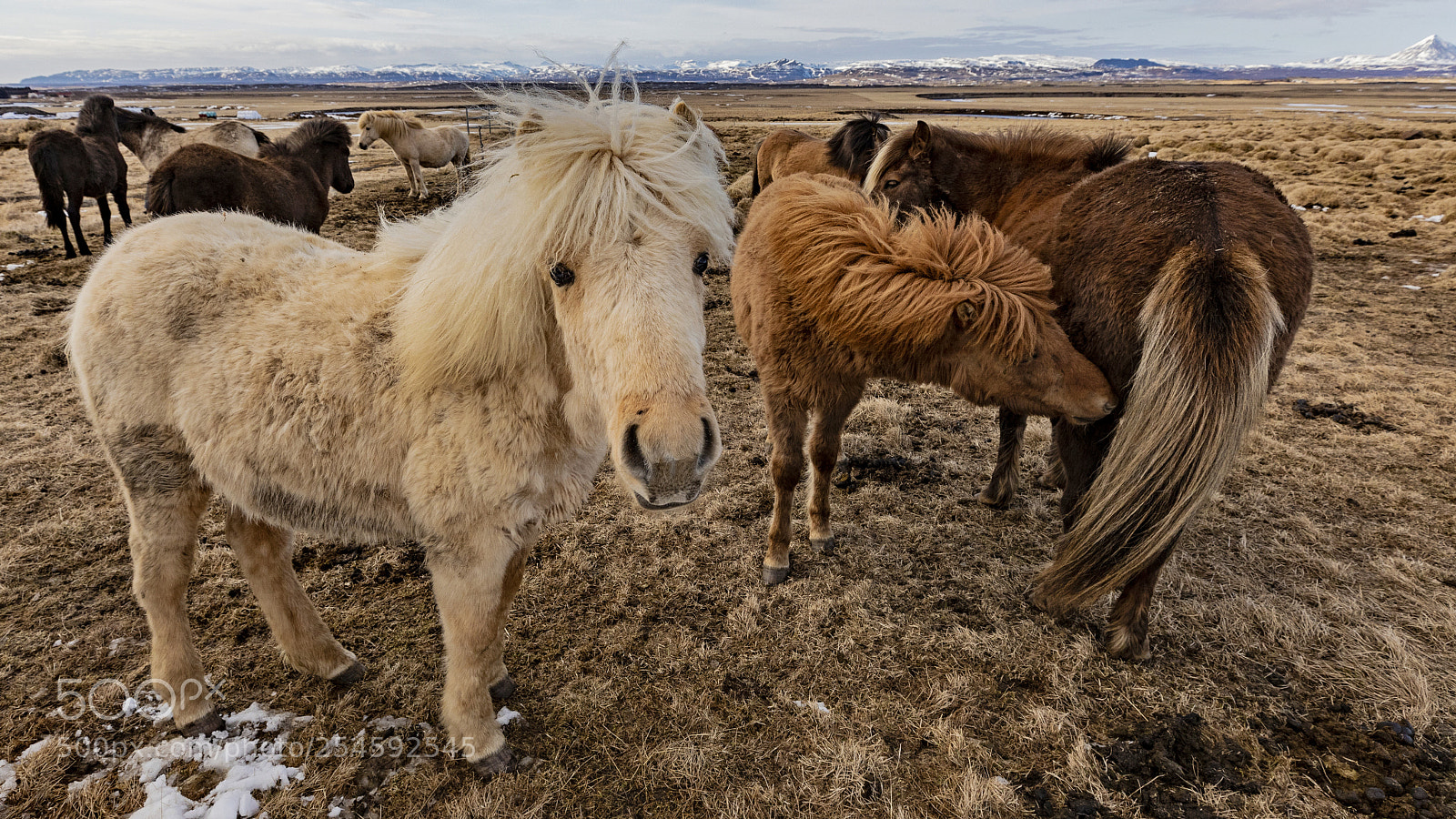 Canon EOS 5D Mark IV sample photo. Horses photography