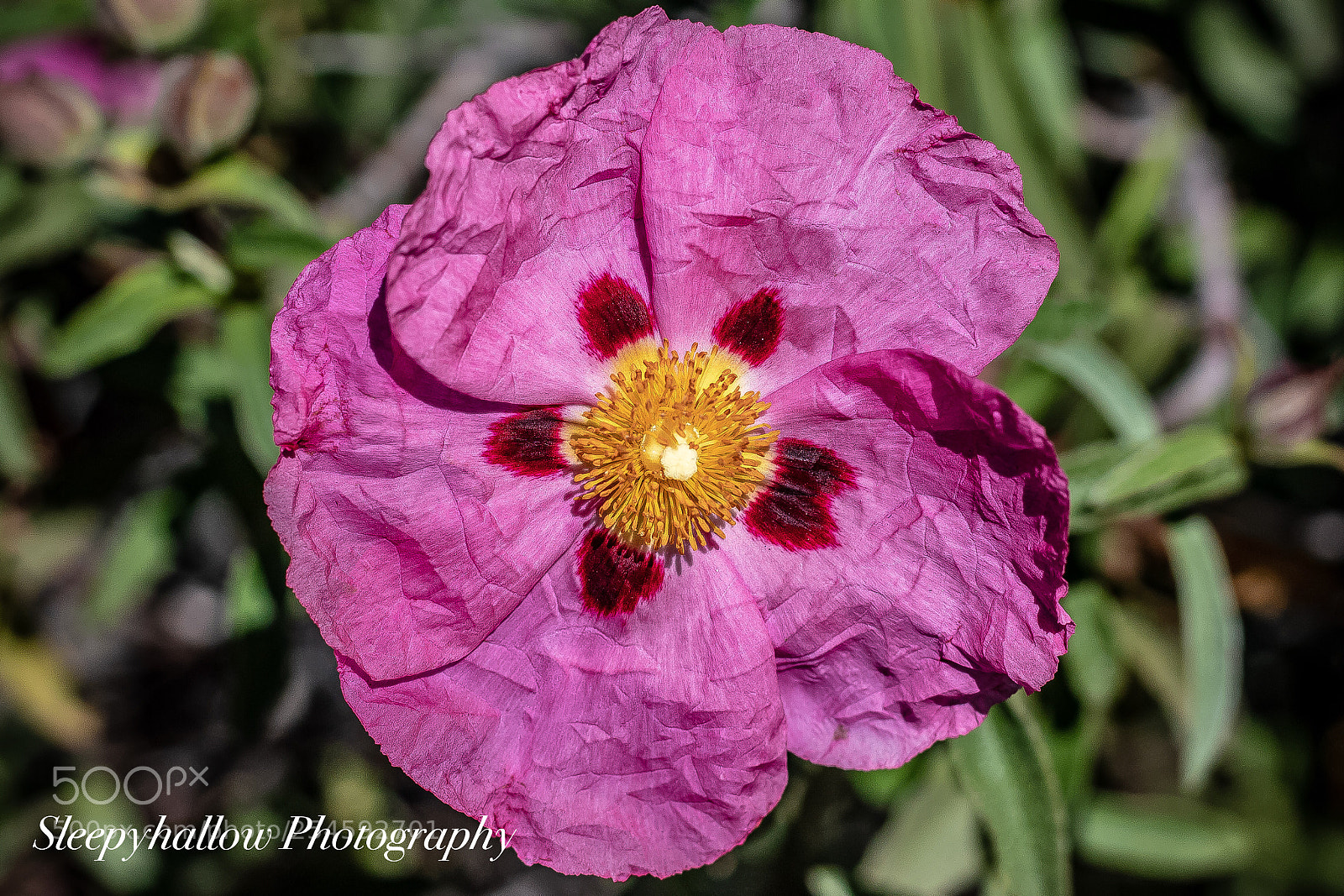 Canon EOS 1300D (EOS Rebel T6 / EOS Kiss X80) sample photo. Pink blooms photography