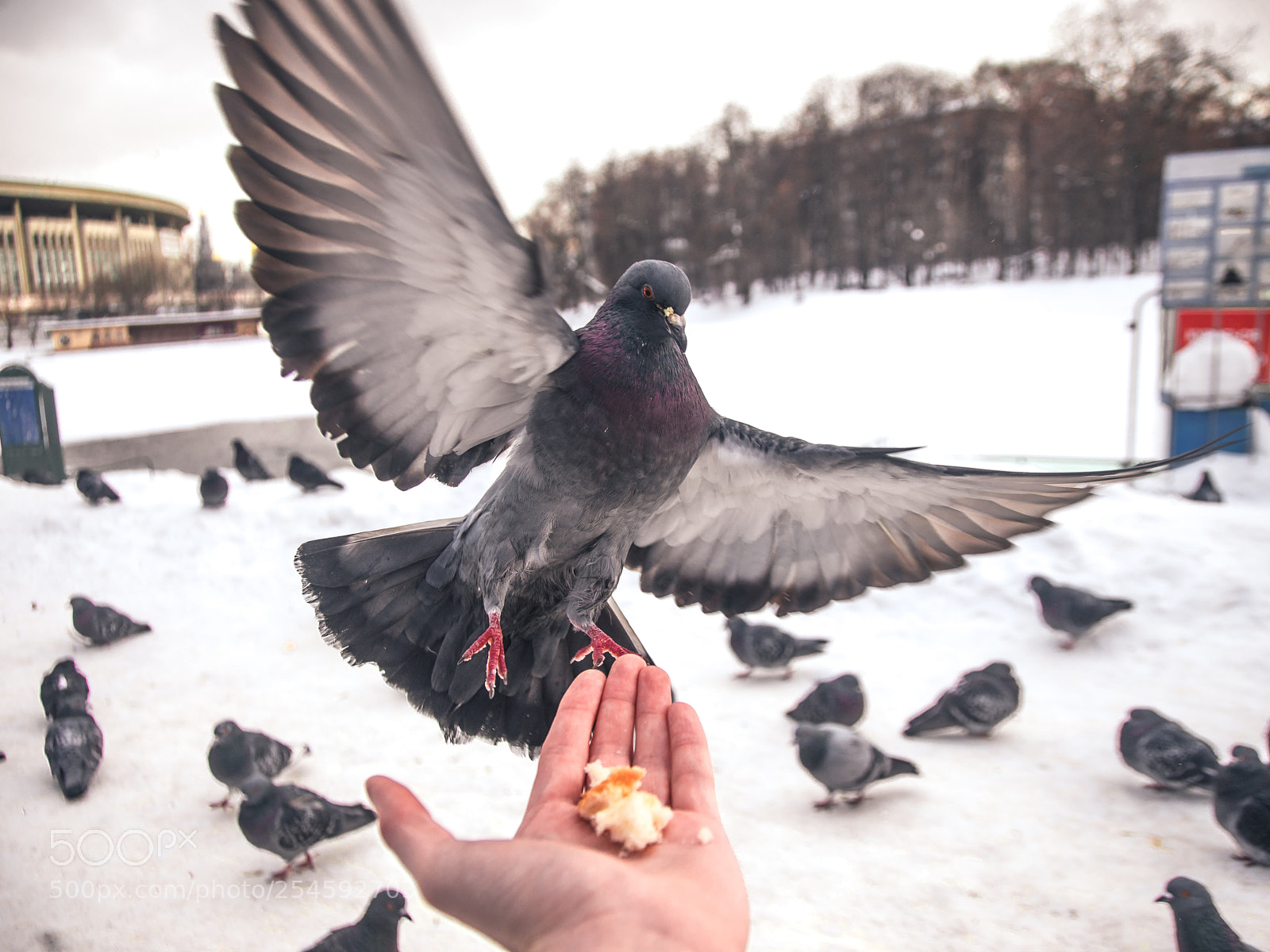 Sony a7R sample photo. Голубь photography