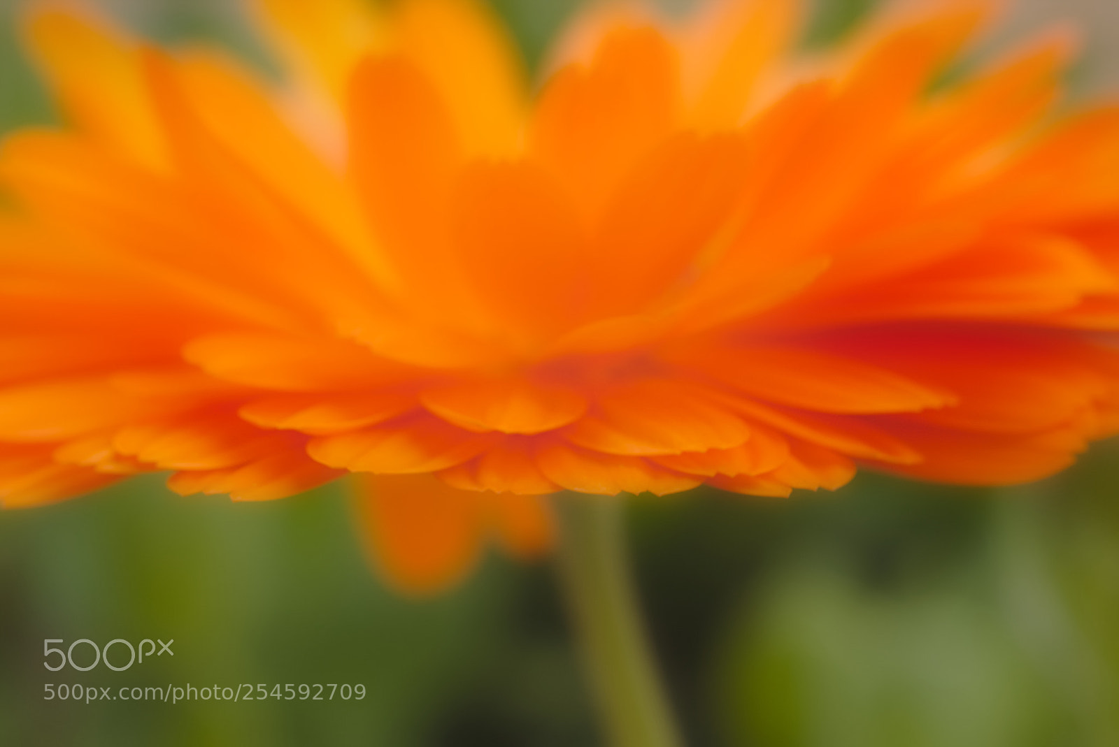 Canon EOS 70D + Canon EF 50mm F1.8 STM sample photo. Petali photography