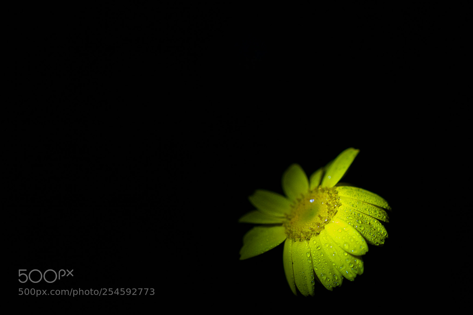 Nikon D5200 sample photo. Yellow daisy flower photography