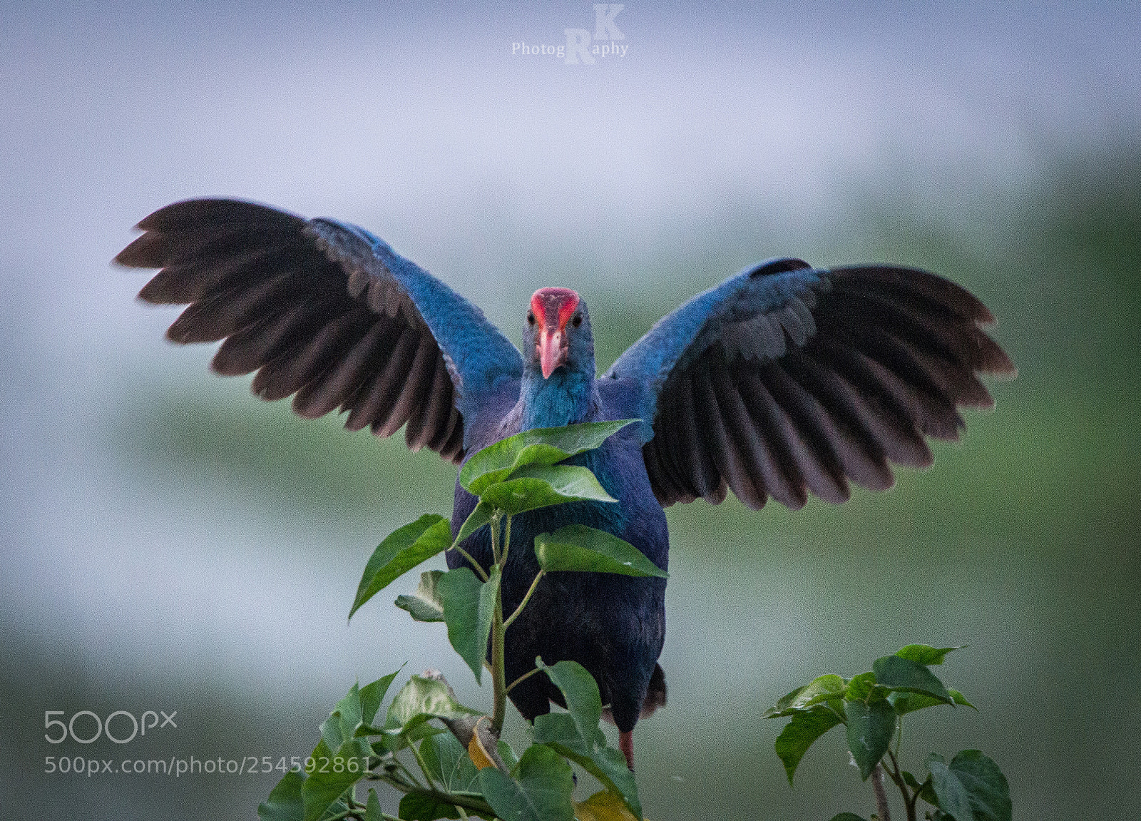 Canon EOS 600D (Rebel EOS T3i / EOS Kiss X5) sample photo. Purple swamphen photography