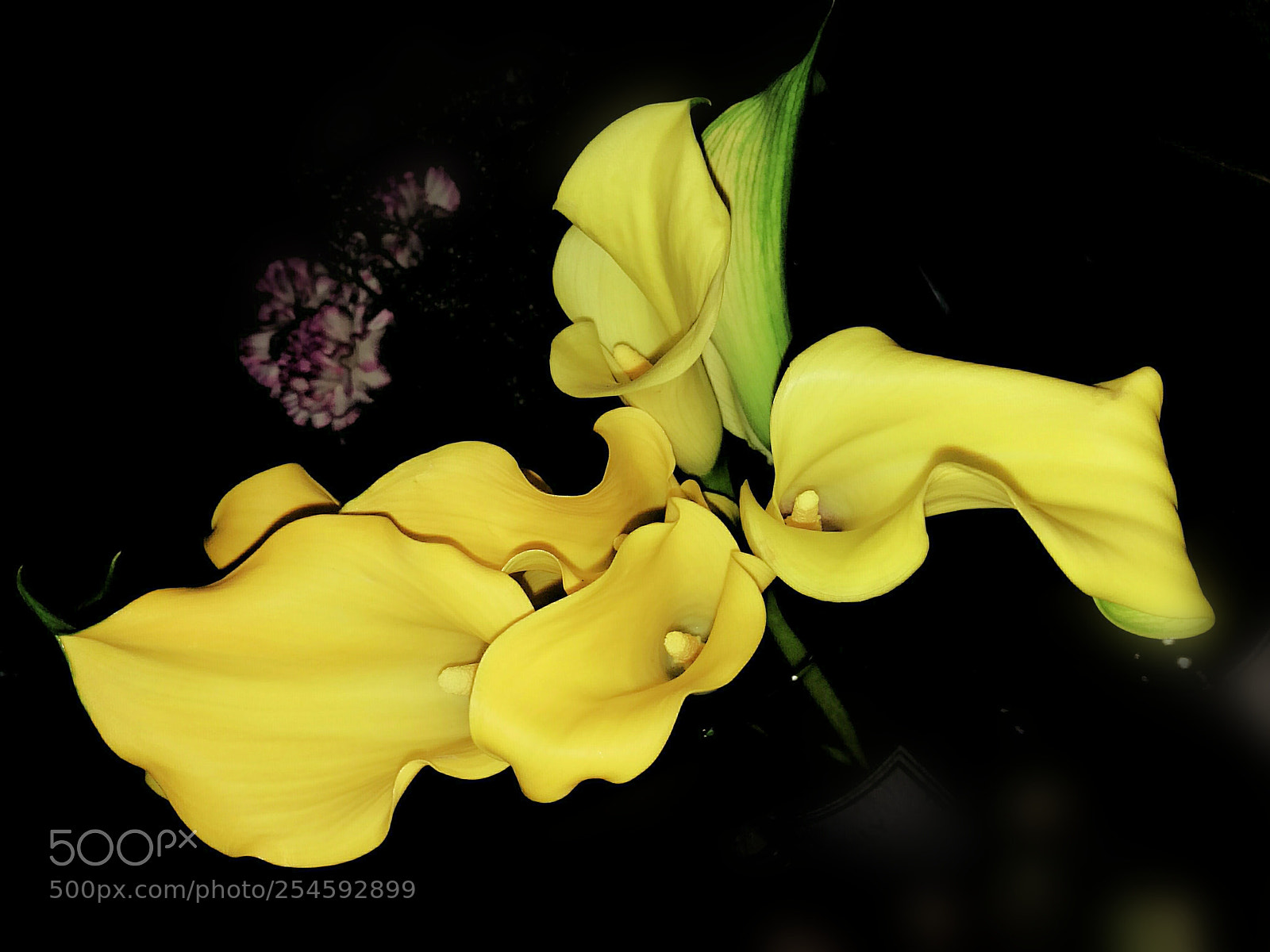 HUAWEI P9 sample photo. Callalily & carnation photography
