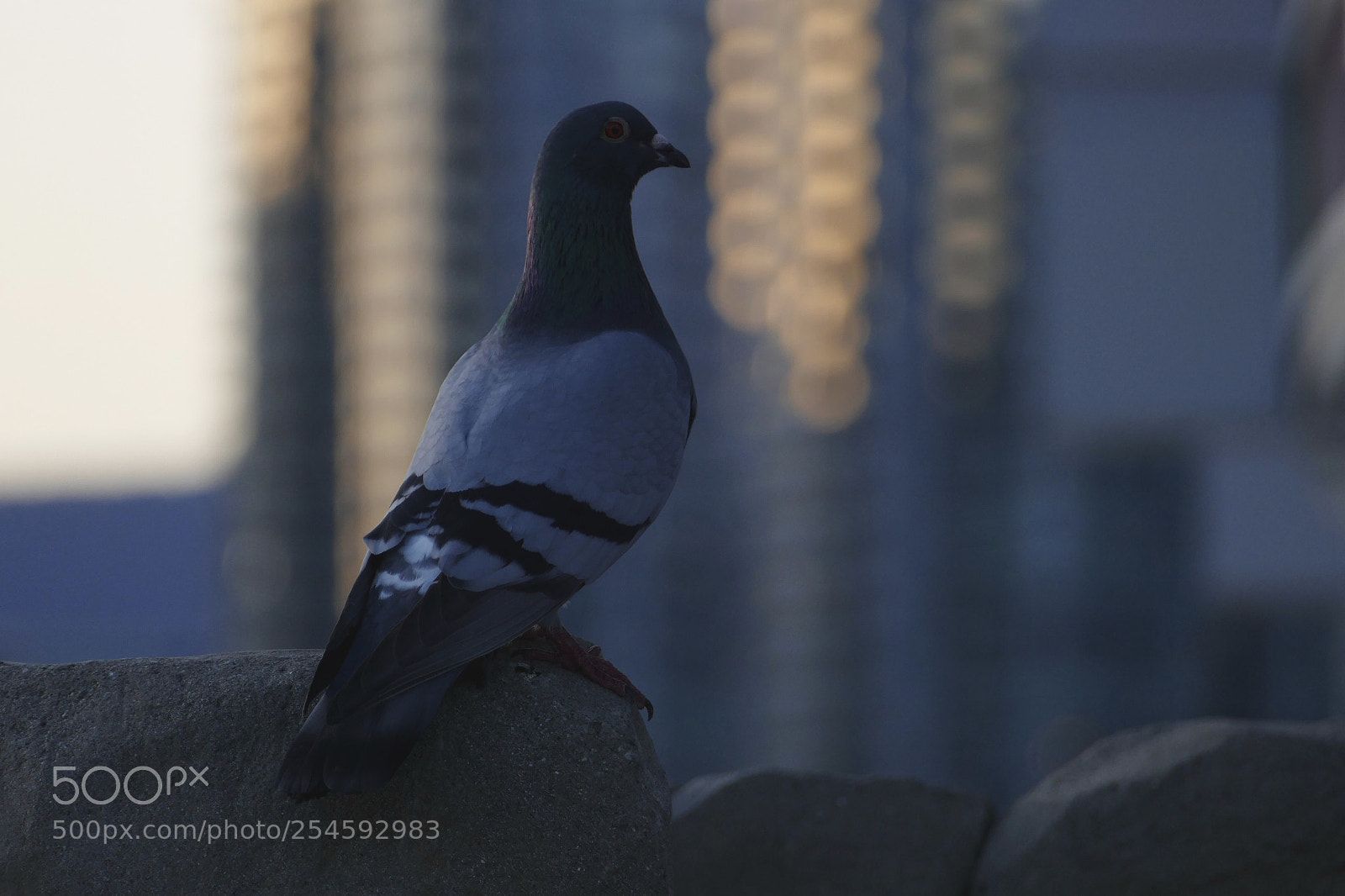 Panasonic Lumix DMC-FZ1000 sample photo. City bird photography