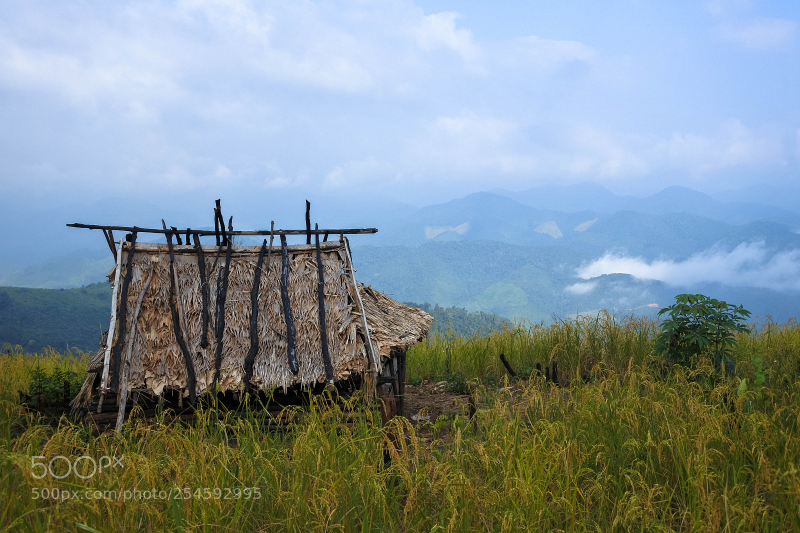 Nikon 1 J5 sample photo. Cabane lahu photography